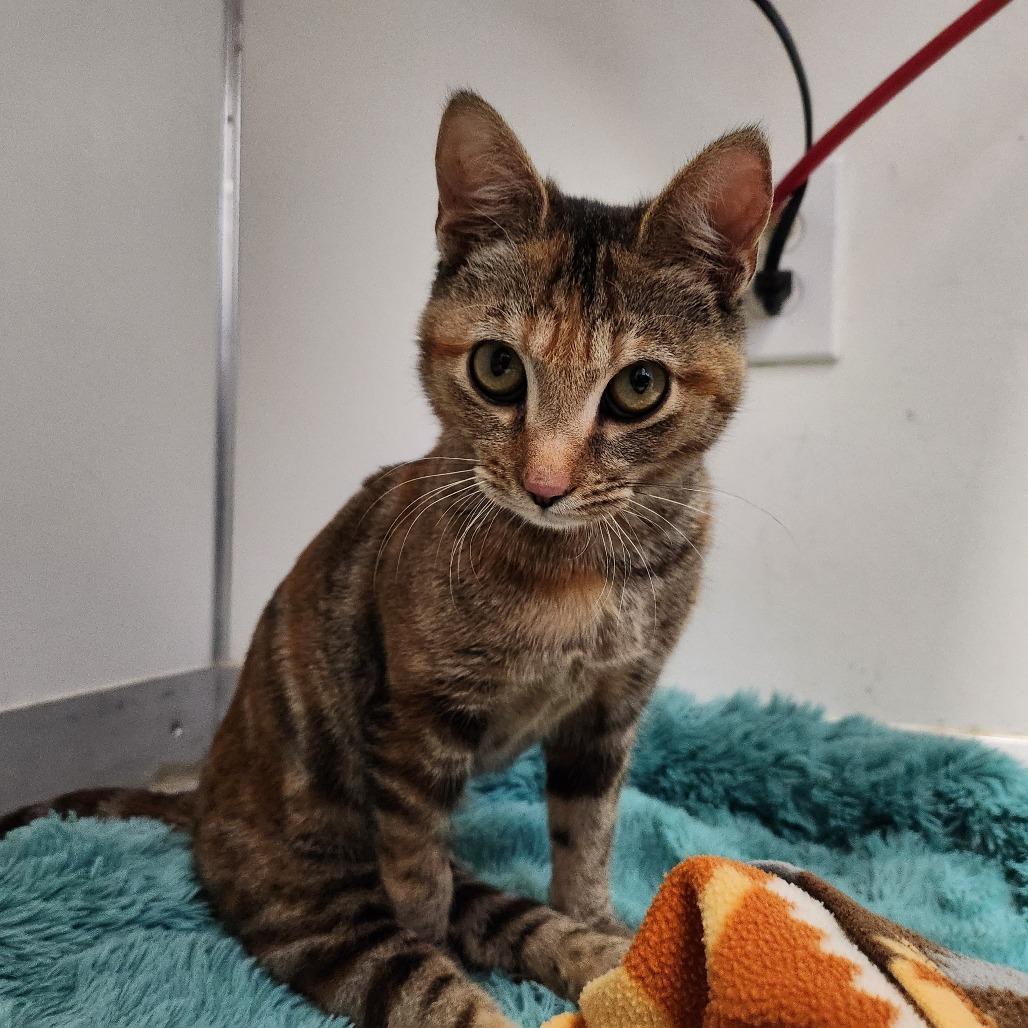 Indy — thumbnail 3