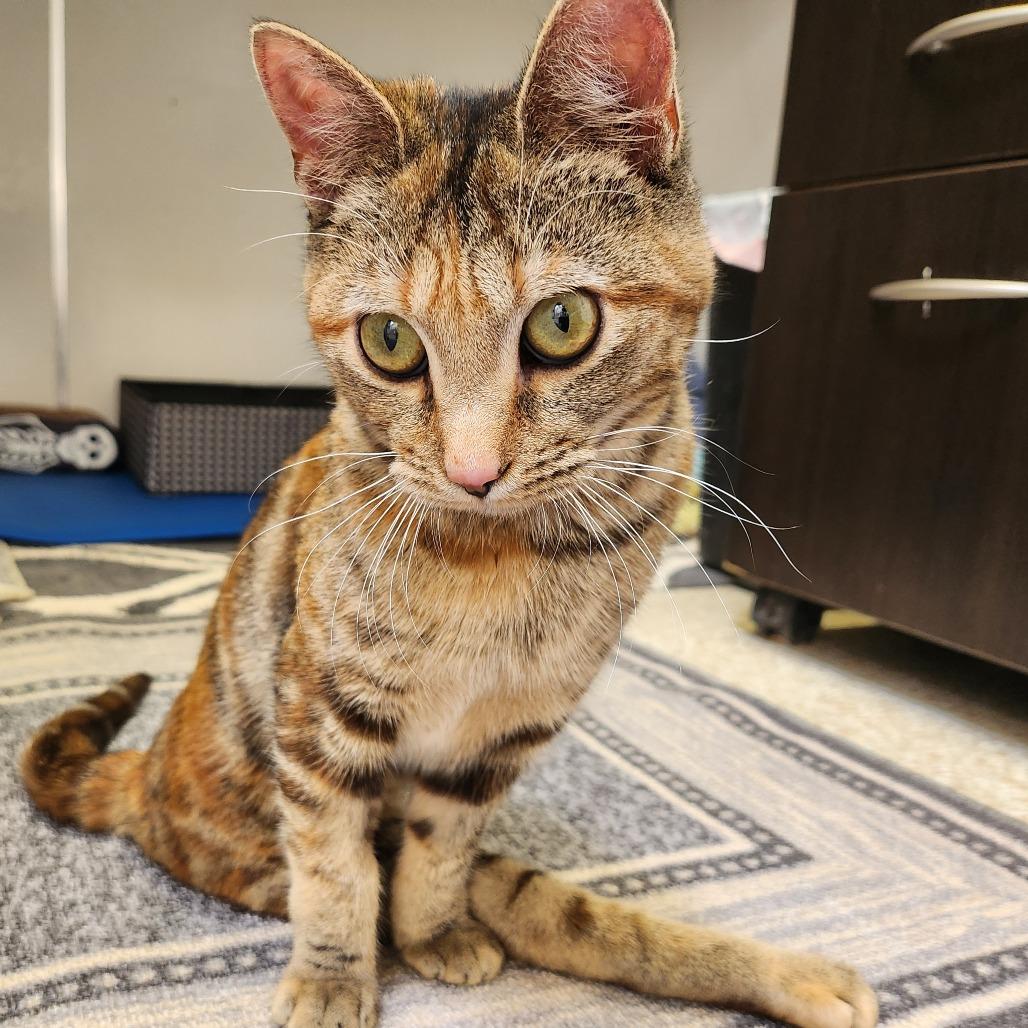 Indy — thumbnail 4