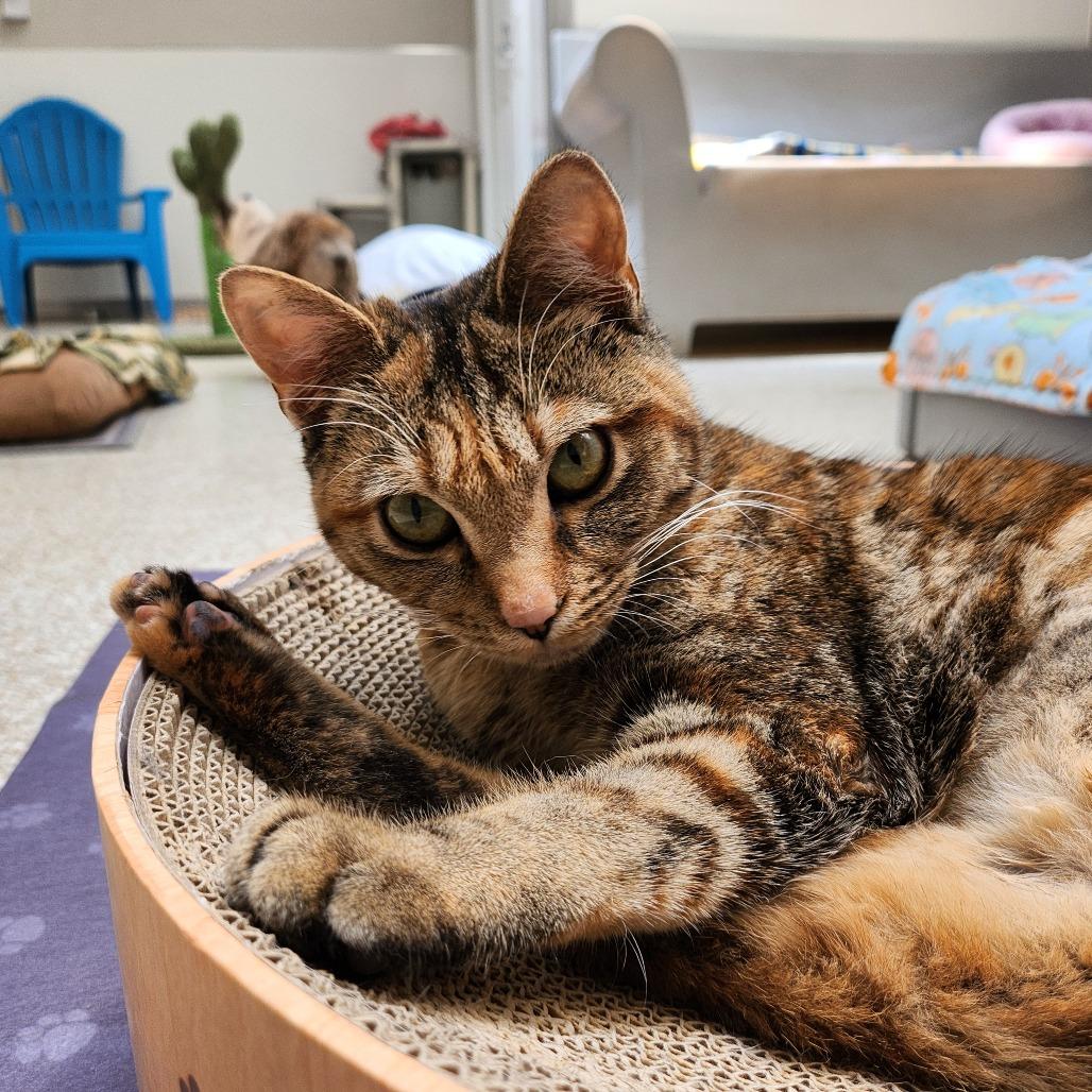 Indy — thumbnail 5