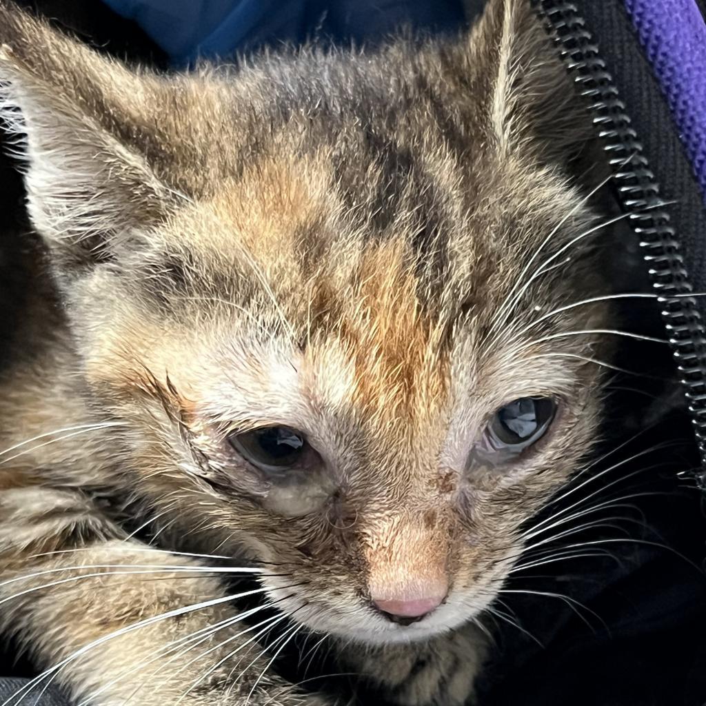 Indy — thumbnail 6