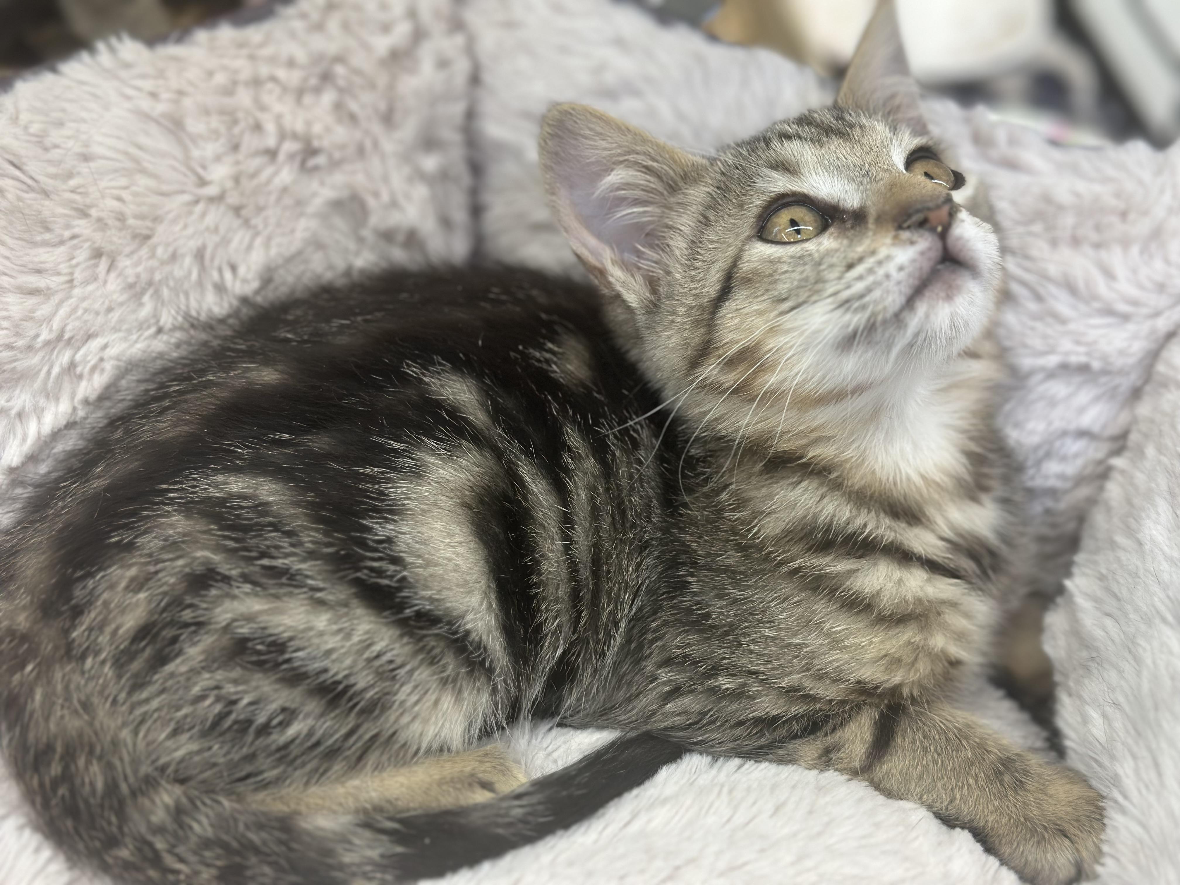 Candy, a Adoptable mixed breed in El Dorado Hills, CA image 4/4