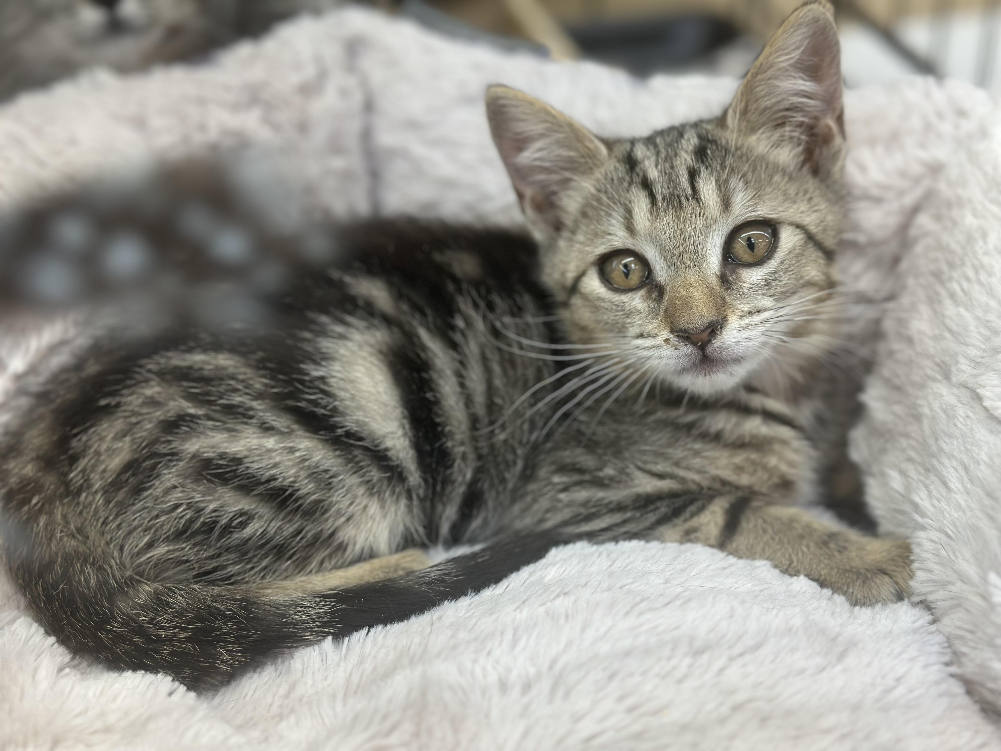 Candy, a Adoptable mixed breed in El Dorado Hills, CA image 3/4