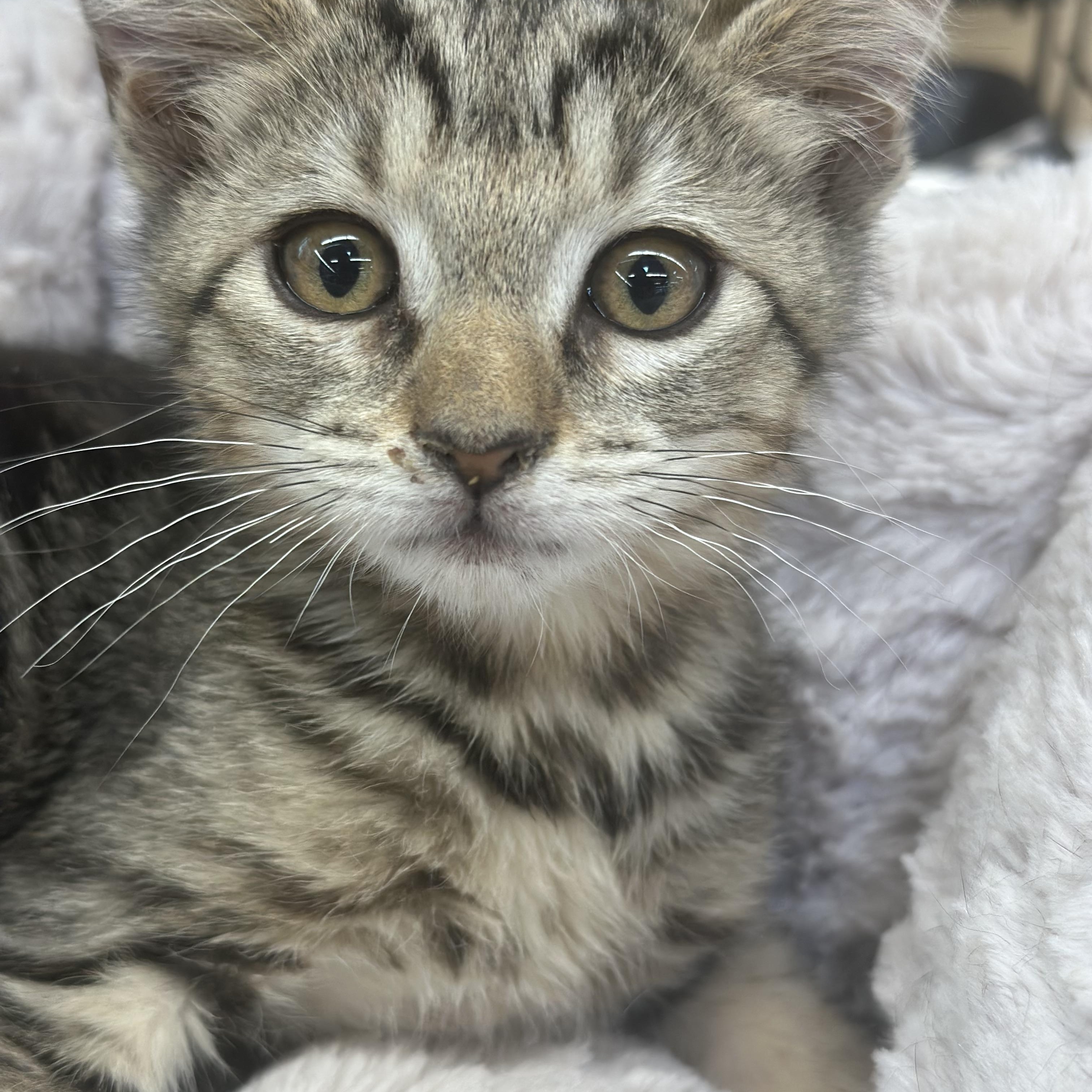 Candy, Adoptable, Young Female Domestic Short Hair.