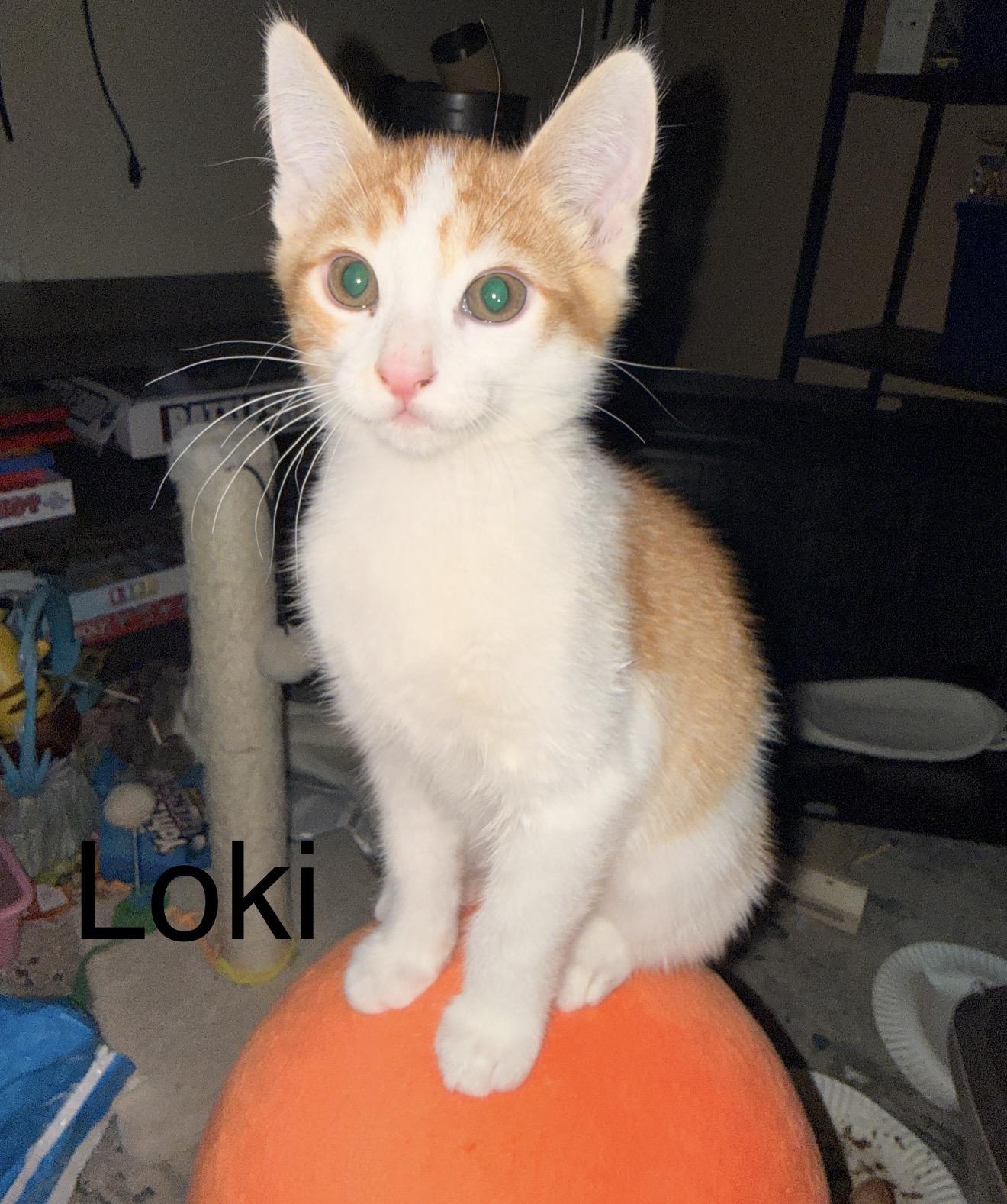 Loki, adoptable, Kitten Male Tabby.