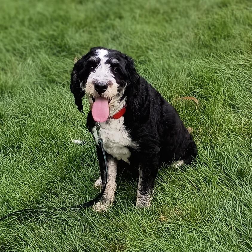 Enlarge Cheddar, a Adoptable mixed breed in Delaware, OH image 2/6
