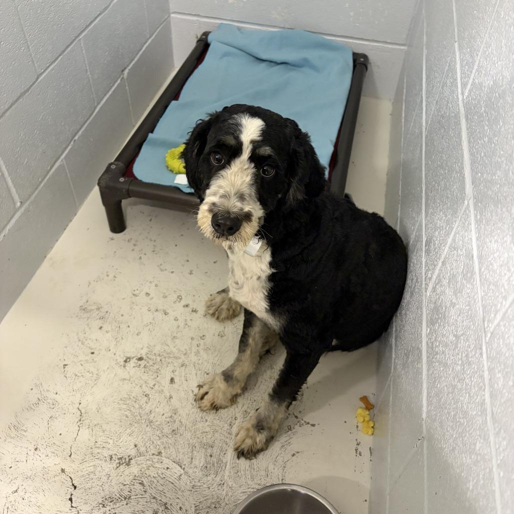 Enlarge Cheddar, a Adoptable mixed breed in Delaware, OH image 3/6