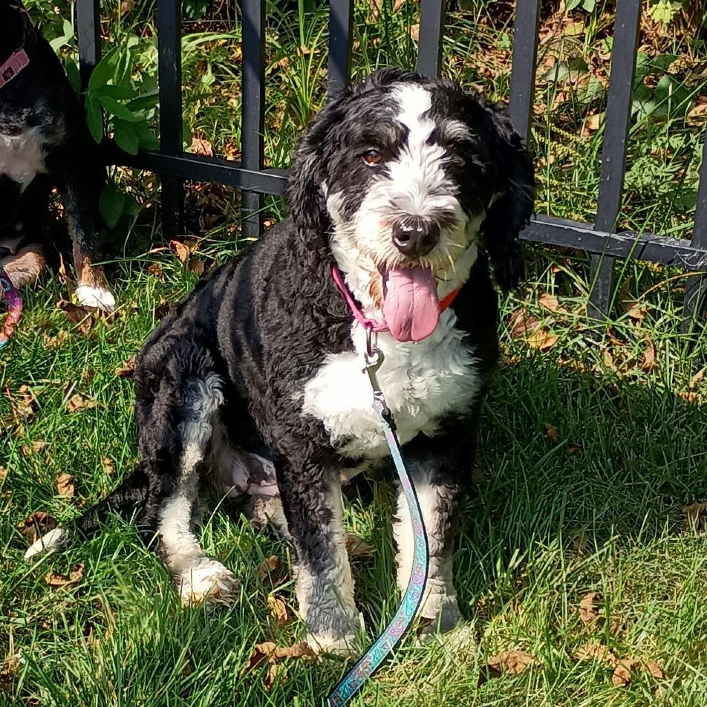 Enlarge Cheddar, a Adoptable mixed breed in Delaware, OH image 6/6