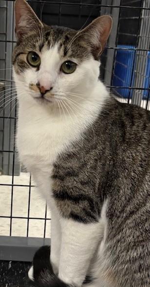 Enlarge Peggy, a Adoptable Domestic Short Hair in Pompton Lakes, NJ image 1/1