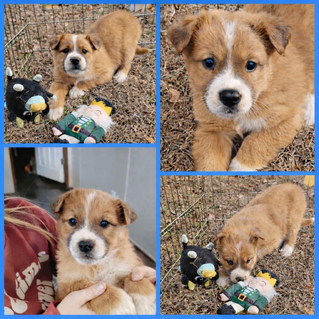 Enlarge Zazu, an adopted mixed breed in Blacksburg, SC image 1/1