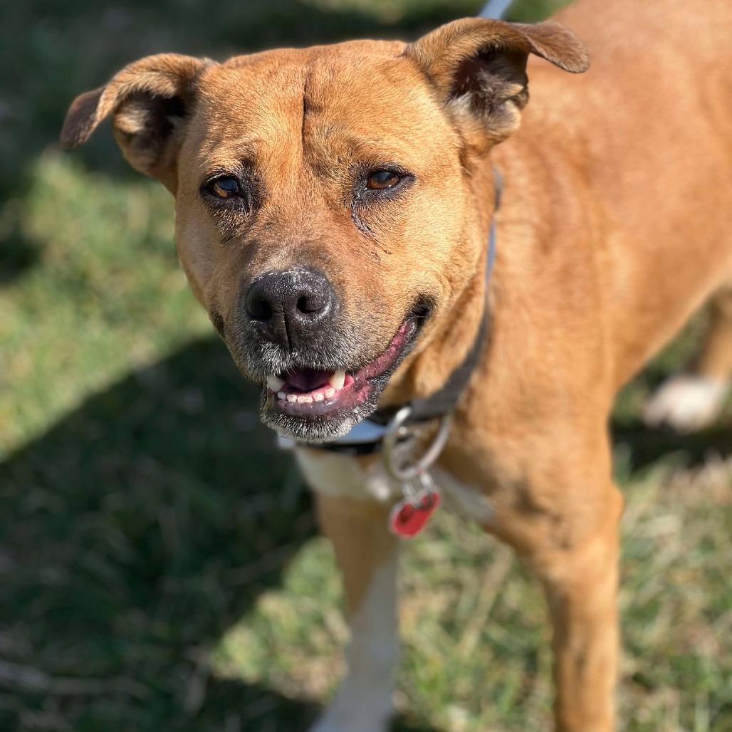 Enlarge Liberty, a Adoptable Mixed Breed in Huntington, WV image 1/6