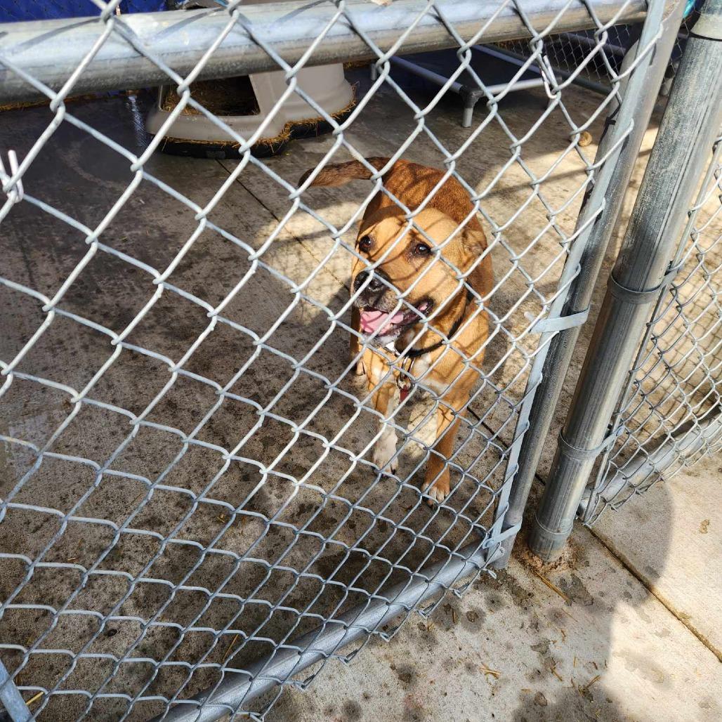 Enlarge Liberty, a Adoptable Mixed Breed in Huntington, WV image 2/6