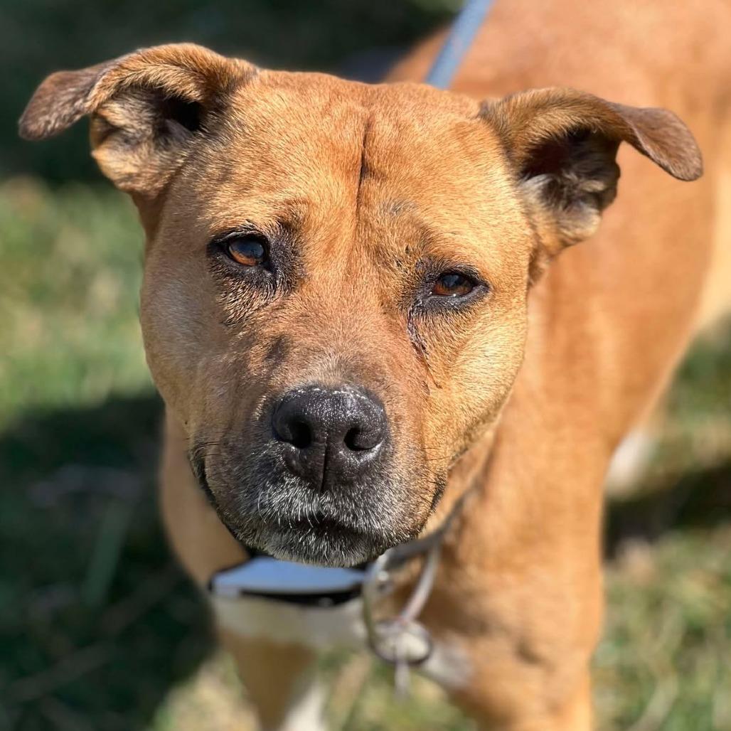 Enlarge Liberty, a Adoptable Mixed Breed in Huntington, WV image 3/6