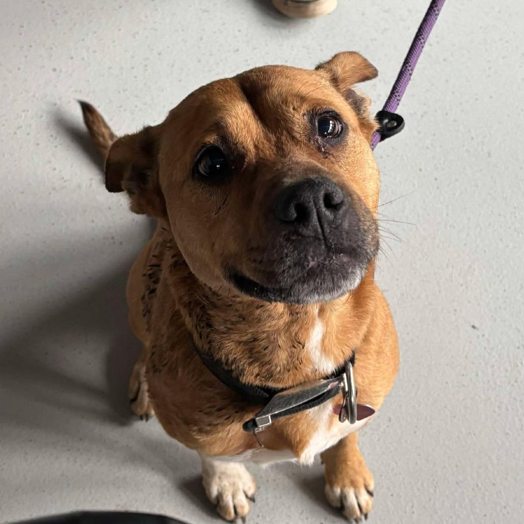 Enlarge Liberty, a Adoptable Mixed Breed in Huntington, WV image 4/6