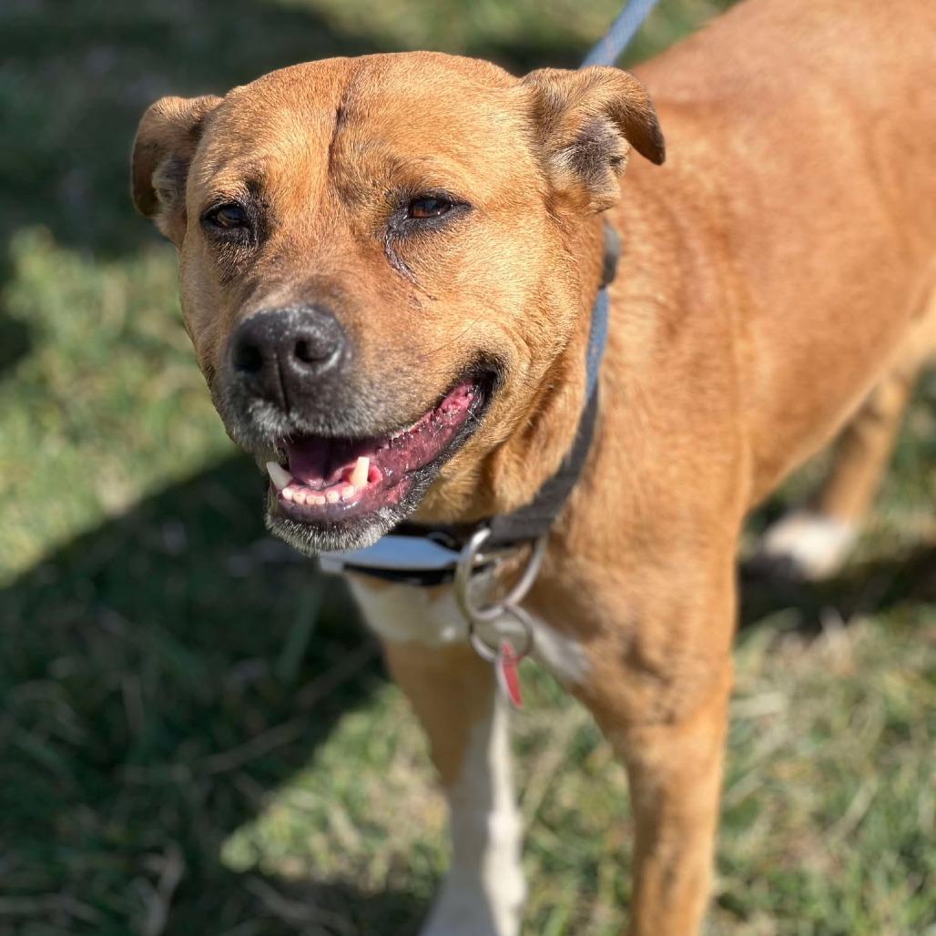 Enlarge Liberty, a Adoptable Mixed Breed in Huntington, WV image 6/6