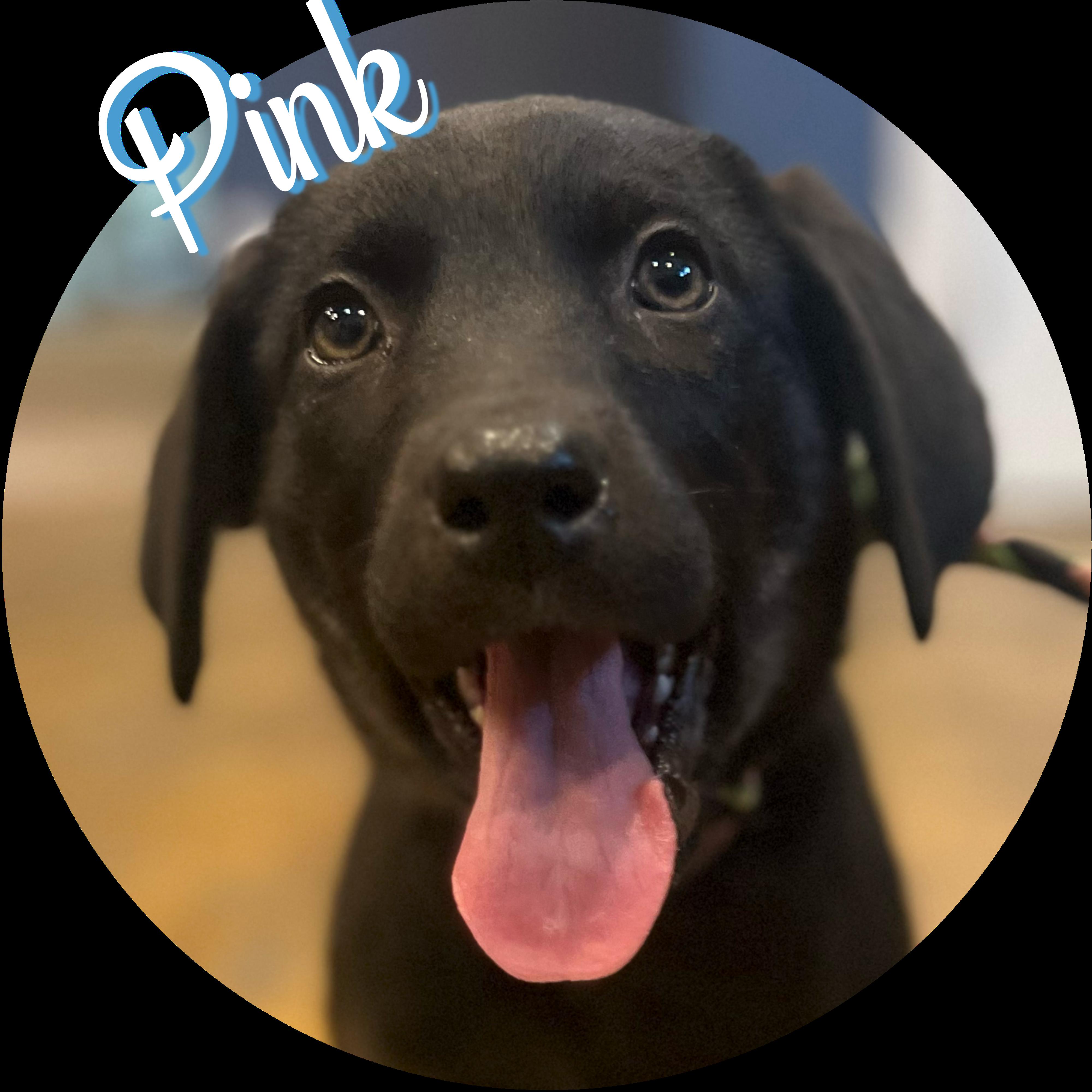 Enlarge Pink Puppy, a Adopted mixed breed in Wasilla, AK image 1/2