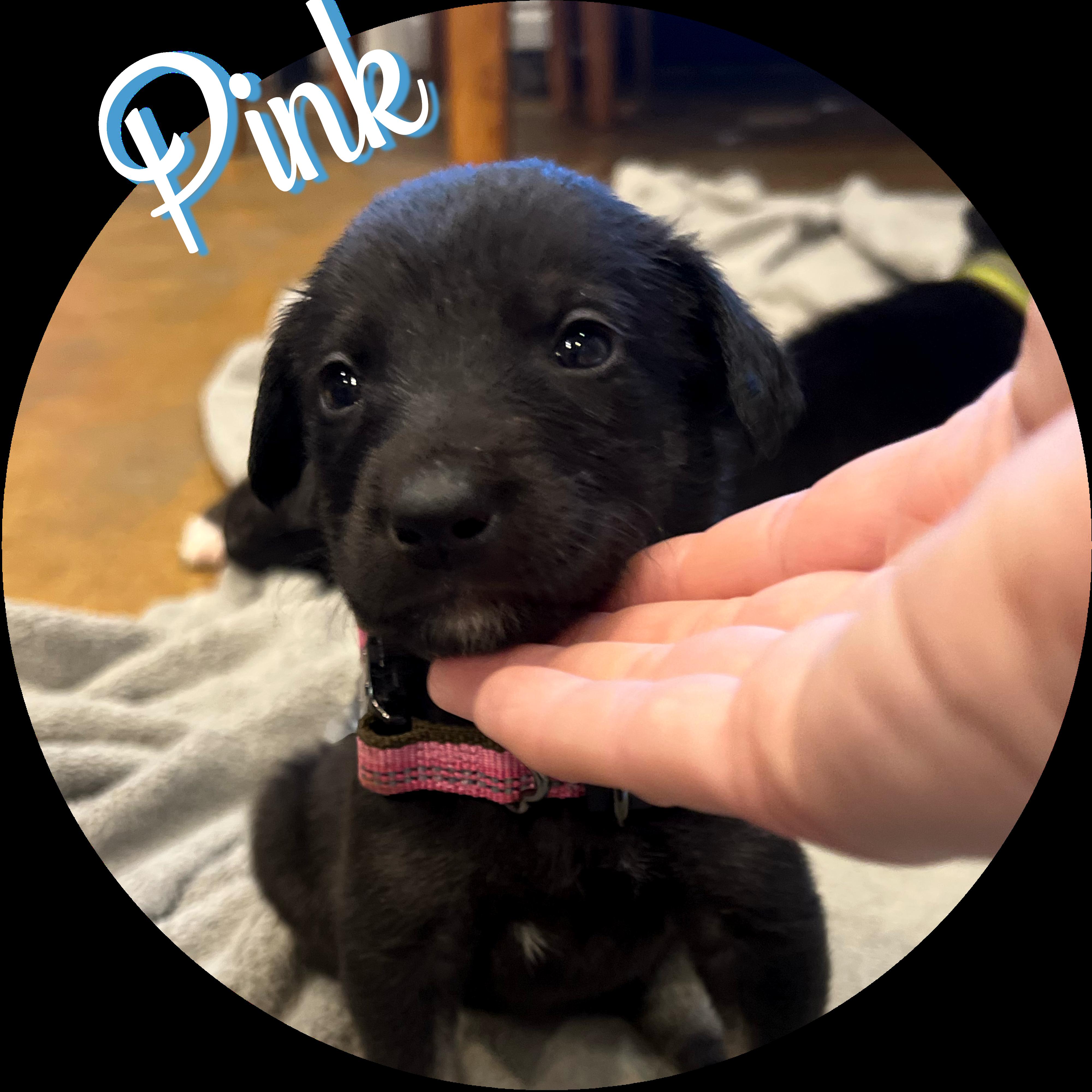Enlarge Pink Puppy, a Adopted mixed breed in Wasilla, AK image 2/2