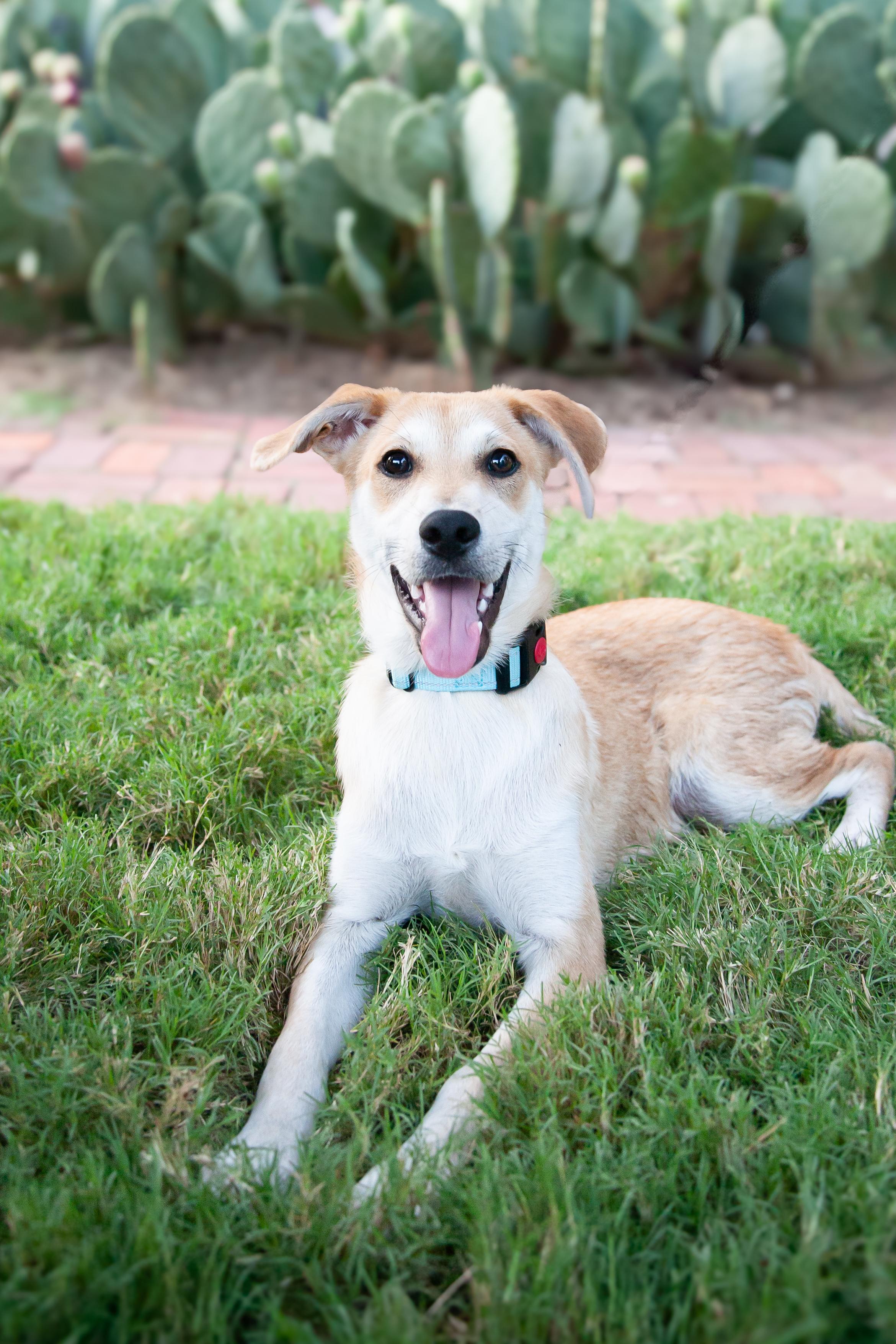 Husker, Adoptable, Puppy Male Mixed Breed.
