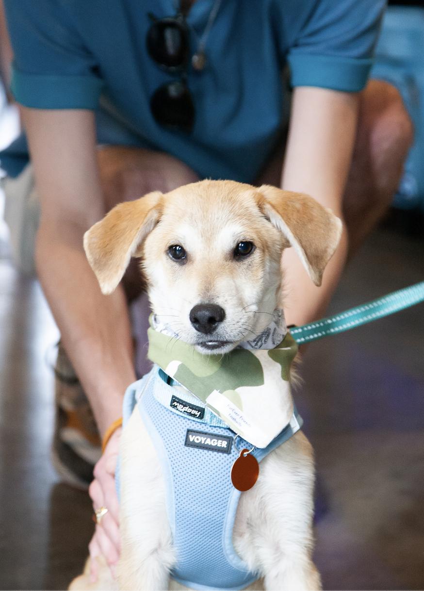Enlarge Husker, a Adoptable Mixed Breed in Franklin, TN image 2/5