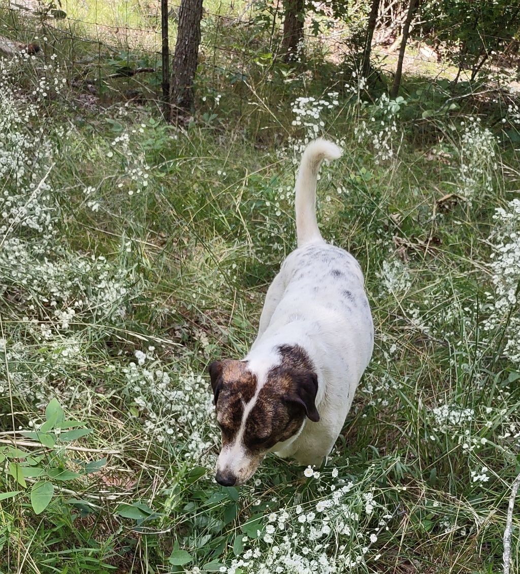 Lacie