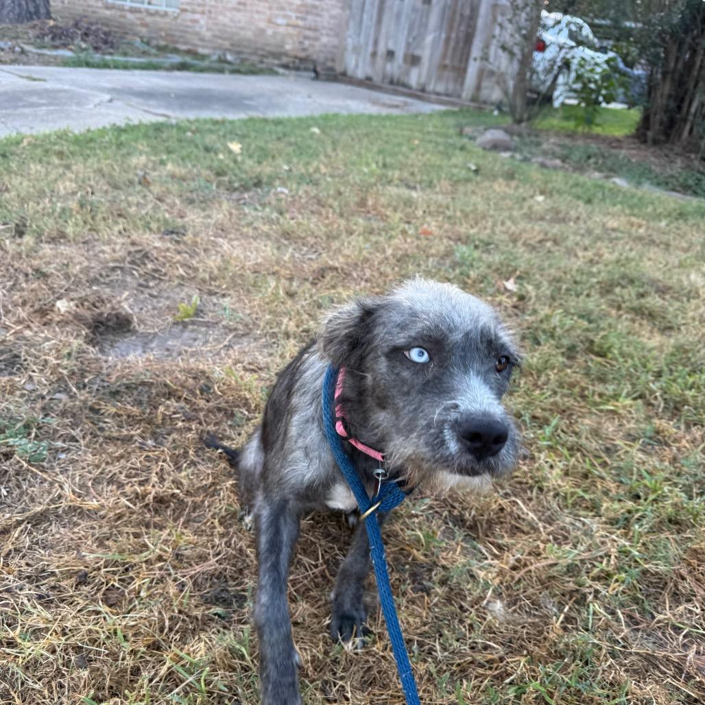 Enlarge Missy, a Adoptable mixed breed in ardmore, PA image 3/3