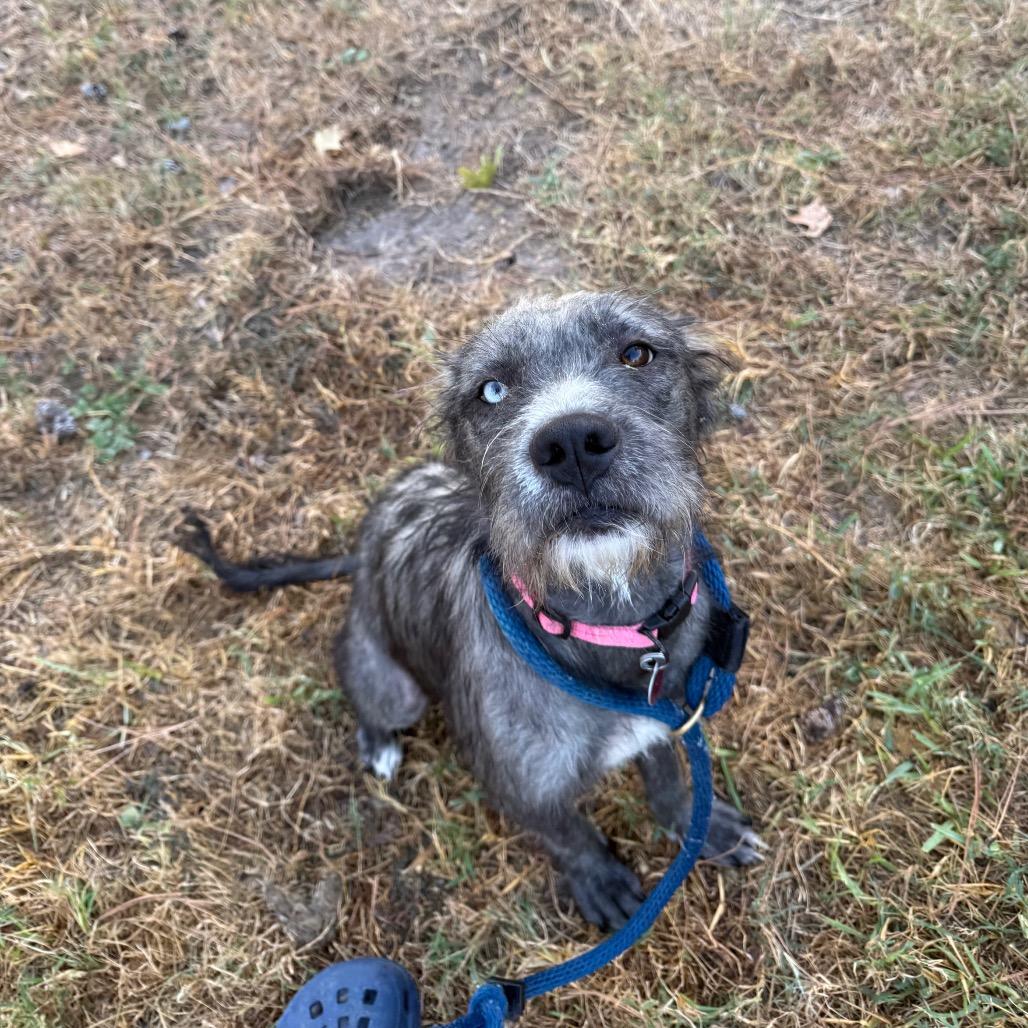 Enlarge Missy, a Adoptable mixed breed in ardmore, PA image 2/3