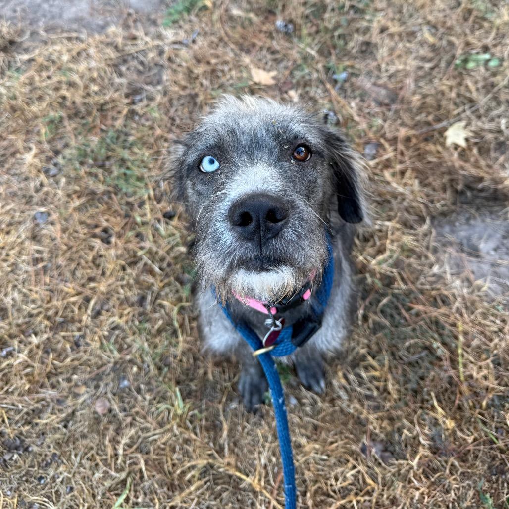 Missy, Adoptable, Young Female Schnauzer.