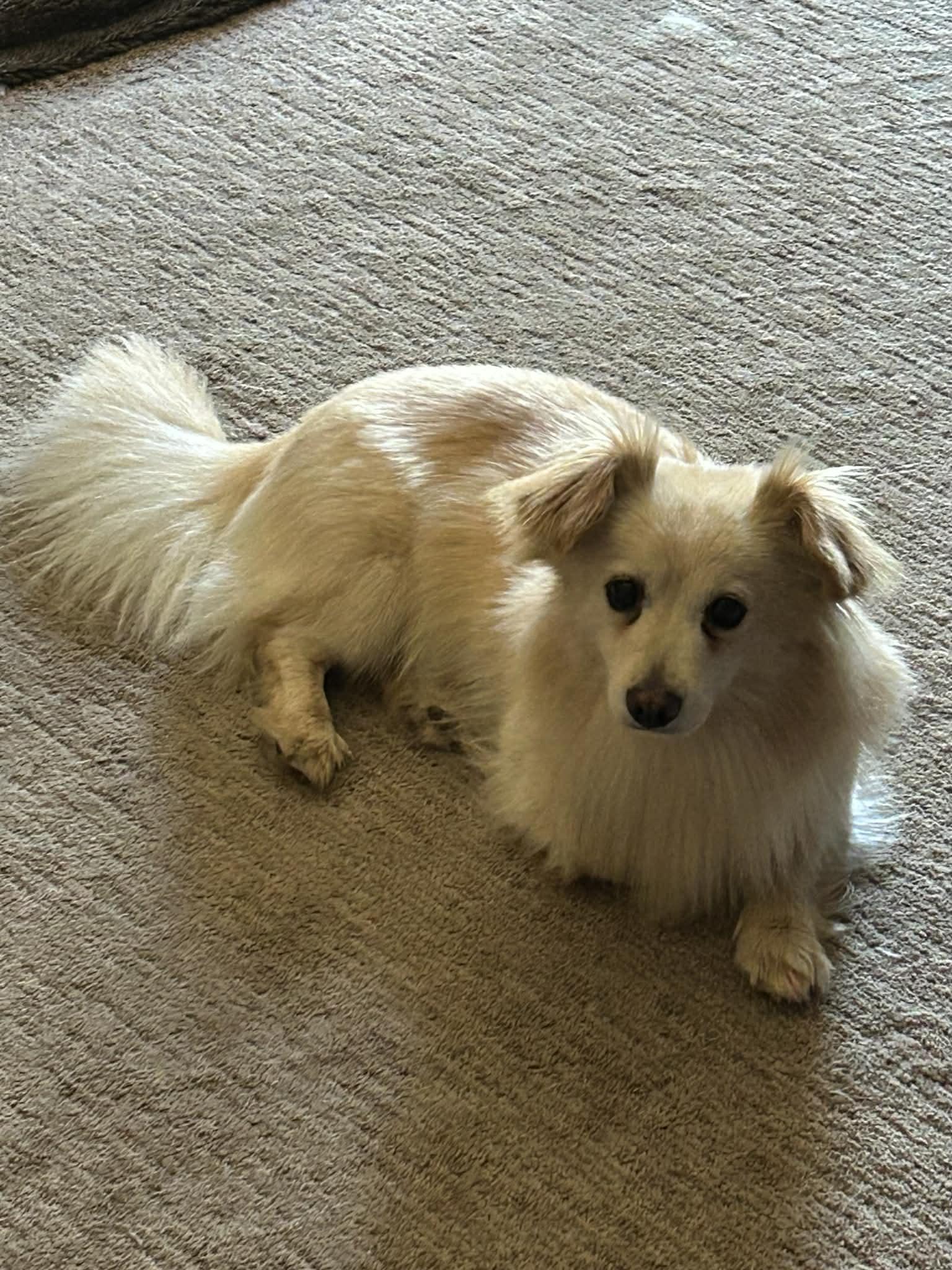 Enlarge Scooter, a ADOPTABLE Pomeranian in Great Bend, KS image 3/3