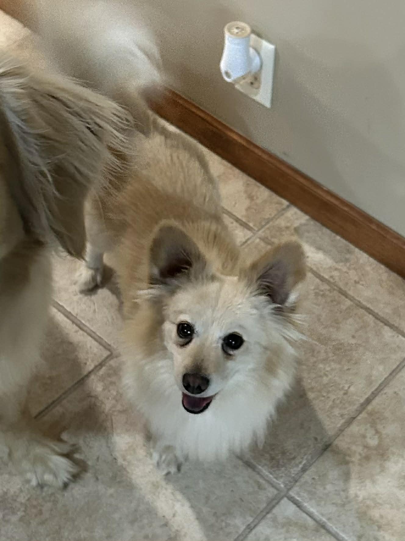 Enlarge Scooter, a ADOPTABLE Pomeranian in Great Bend, KS image 2/3