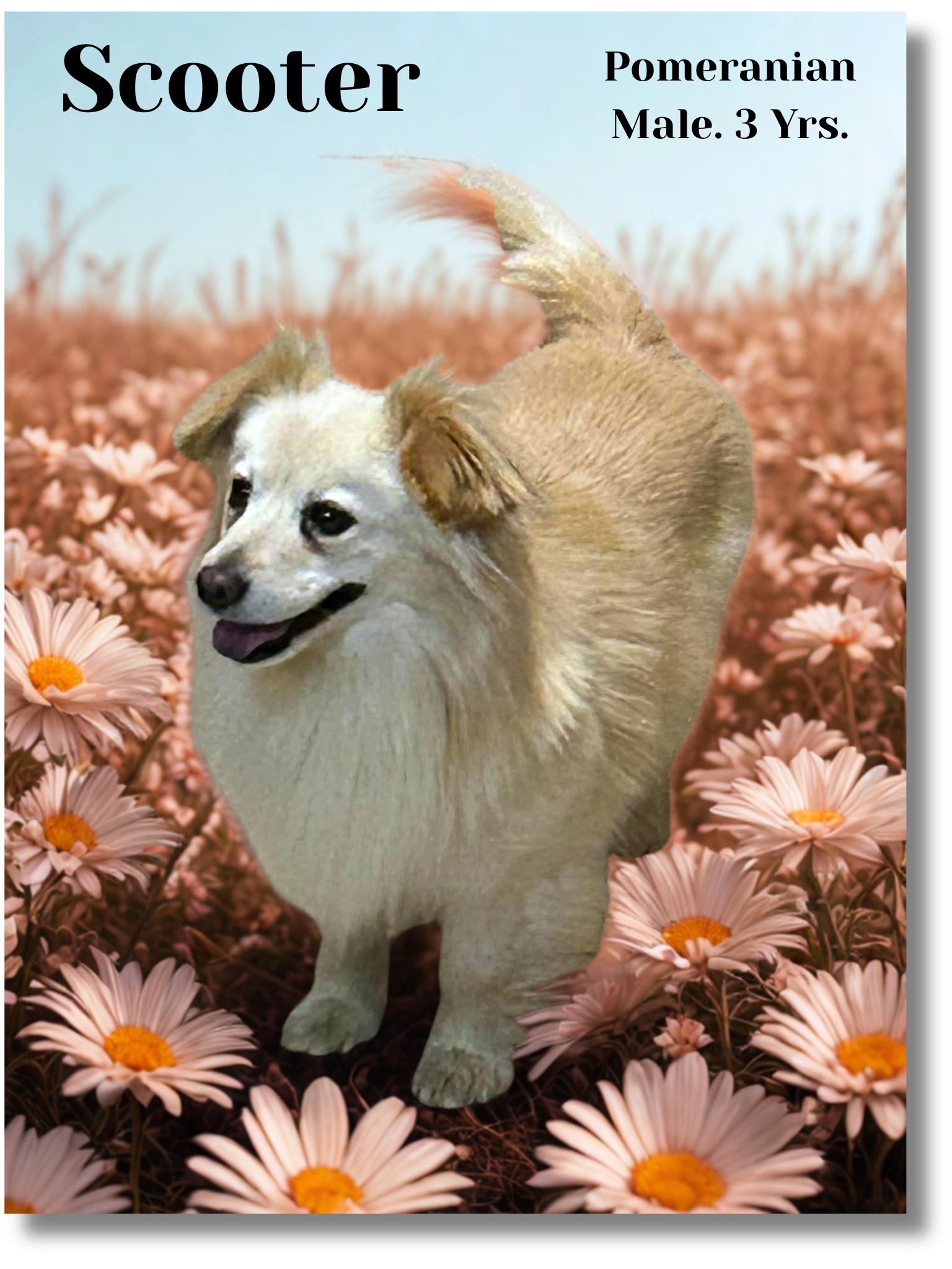 Enlarge Scooter, a ADOPTABLE Pomeranian in Great Bend, KS image 1/3