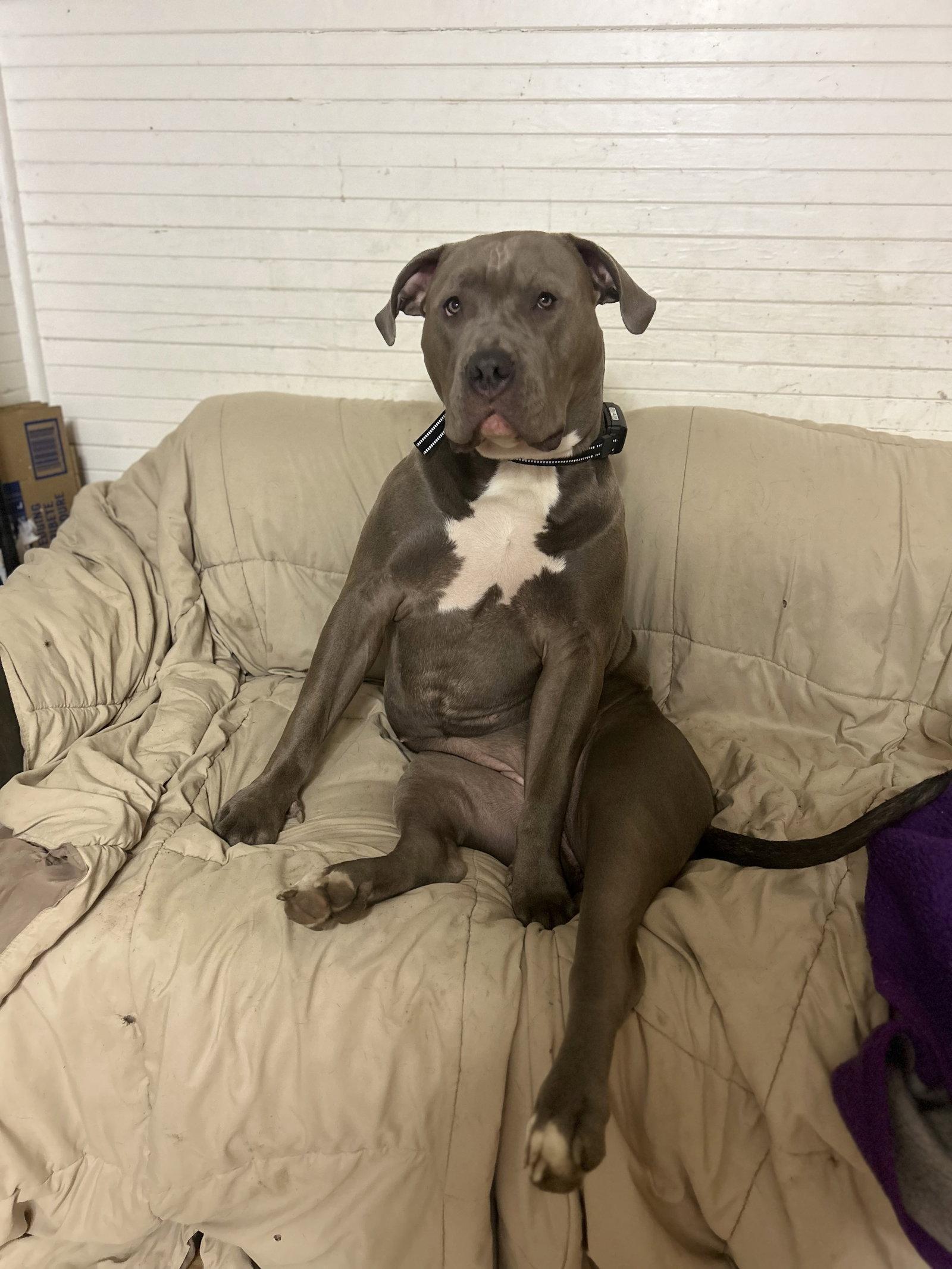 Storm, Adoptable, Young Female Pit Bull Terrier.
