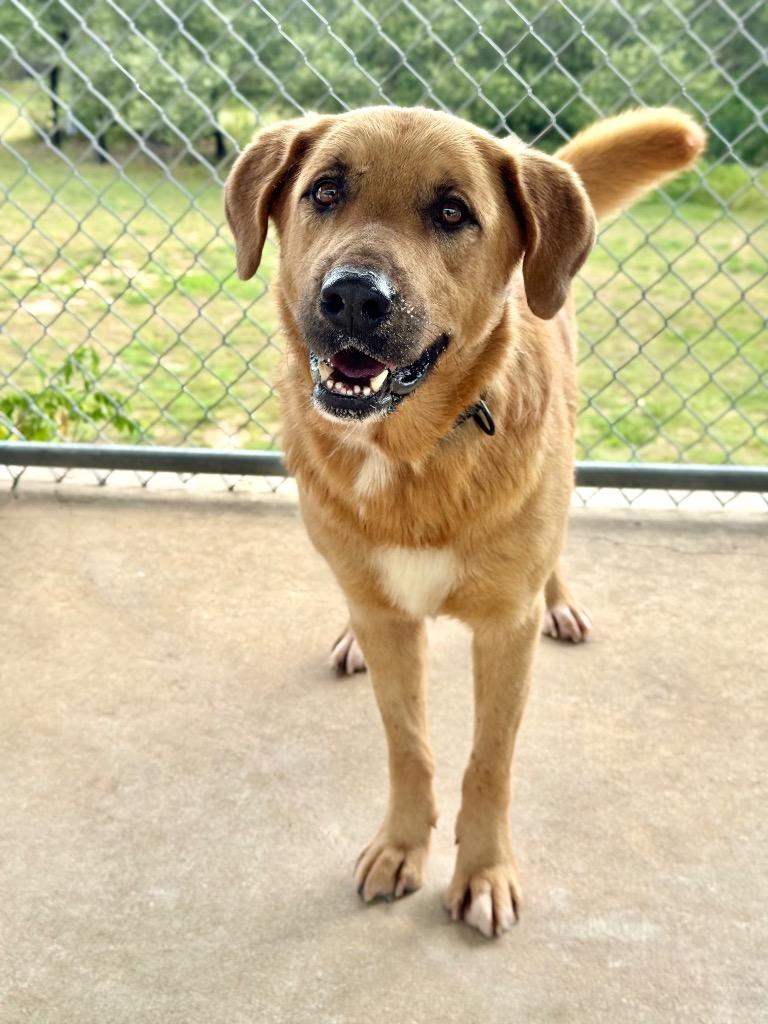 Dexter, a Adoptable Anatolian Shepherd in Canyon Lake, TX image 1/2