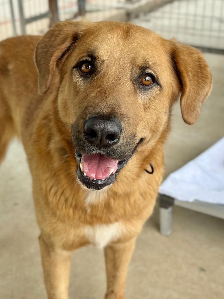 Dexter, a Adoptable Anatolian Shepherd in Canyon Lake, TX image 2/2