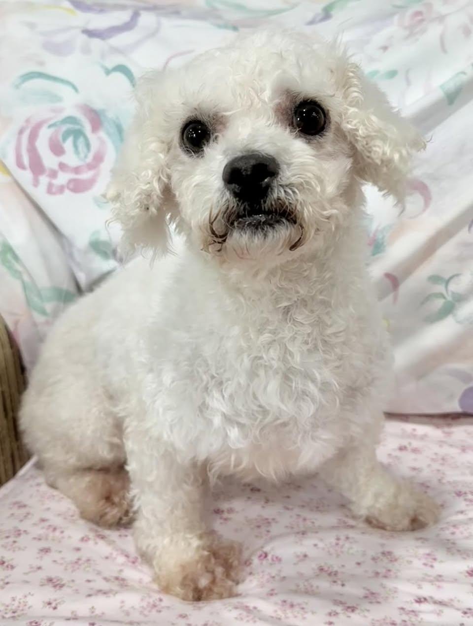 Enlarge Tatum, an adoption pending Bichon Frise in Vermilion, OH image 1/2