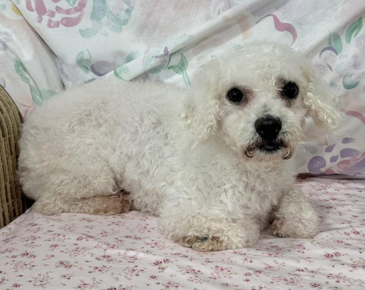 Enlarge Tatum, an adoption pending Bichon Frise in Vermilion, OH image 2/2