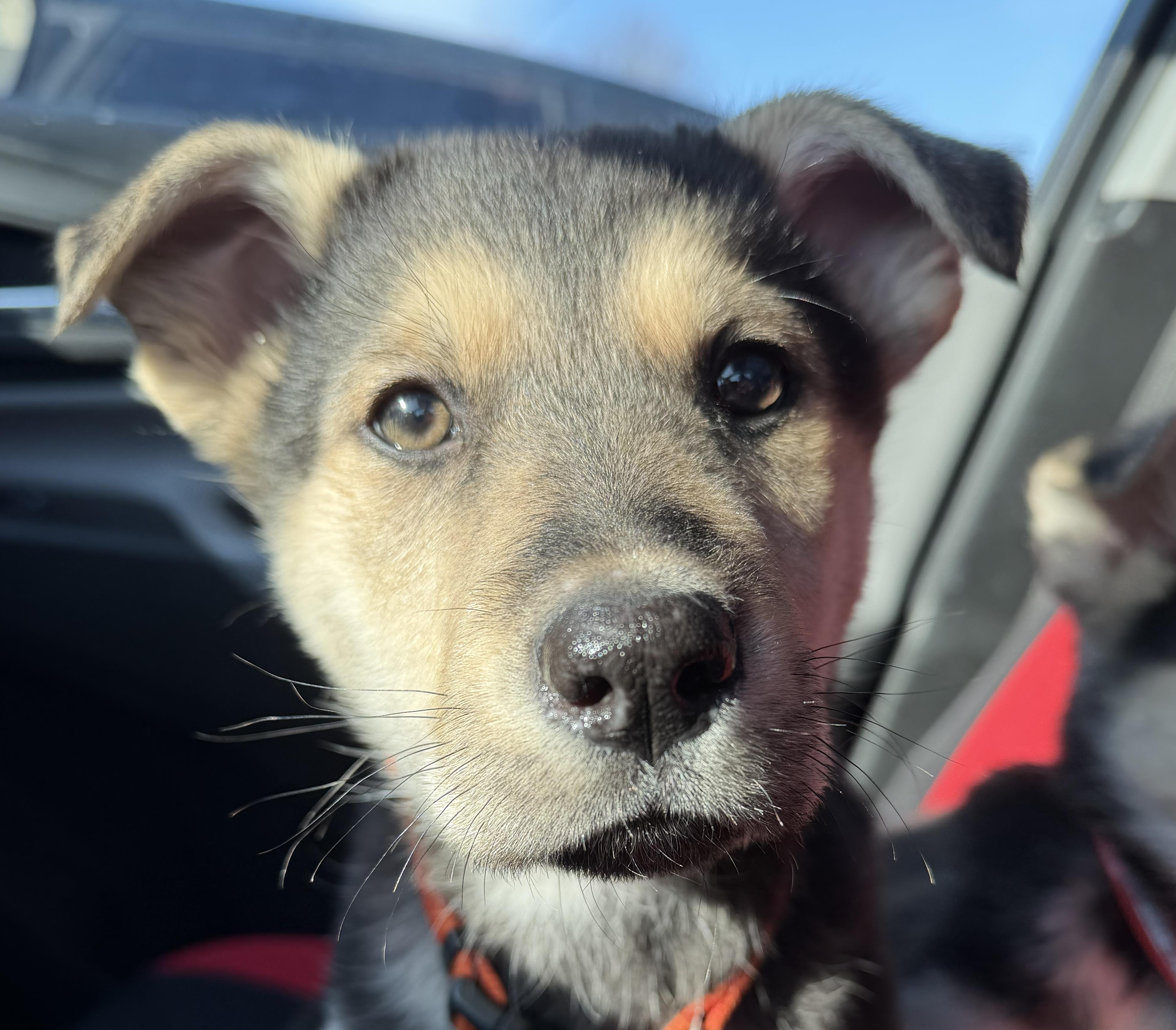 Enlarge Mike, a ADOPTABLE mixed breed in Oshawa, ON image 3/3