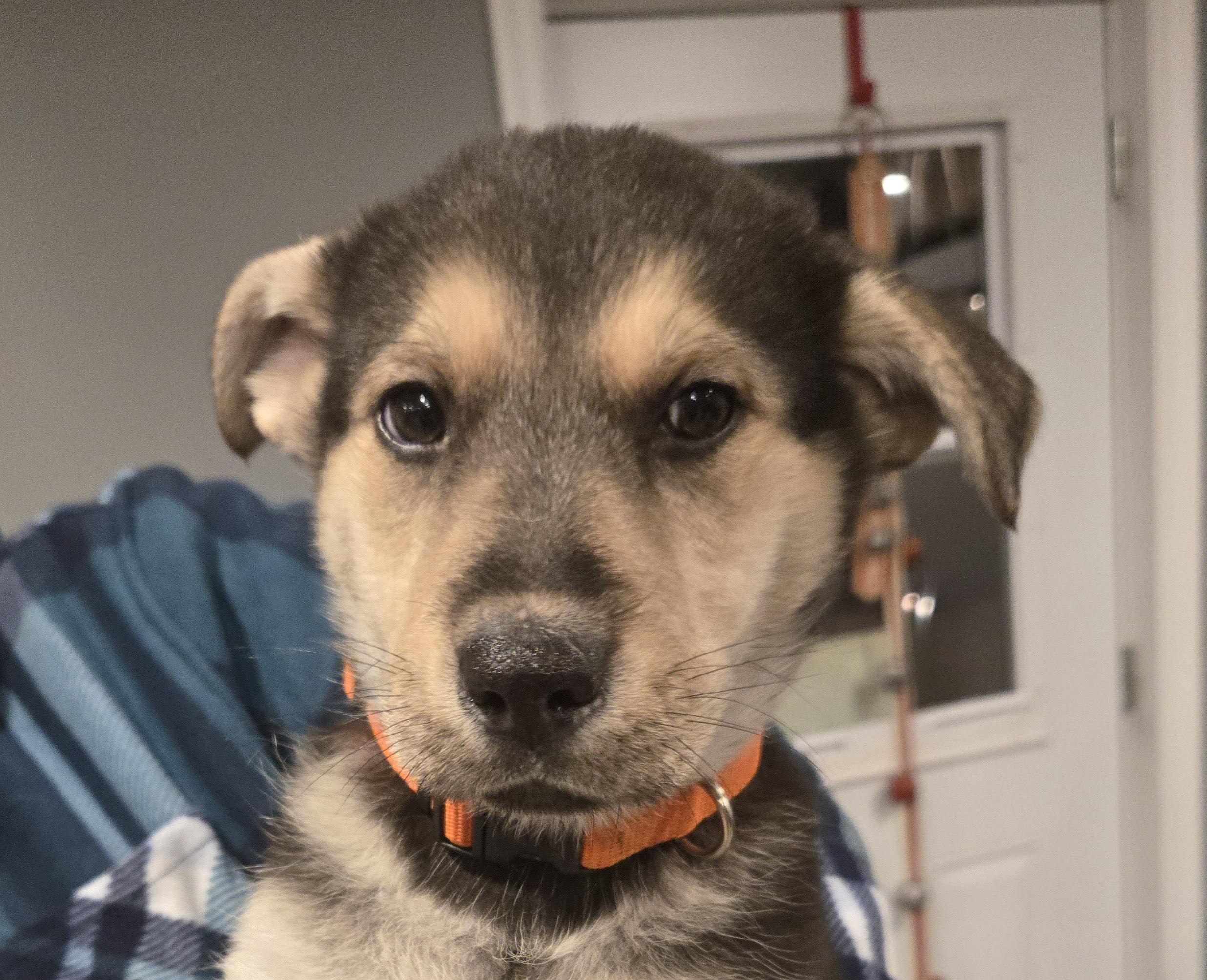 Mike, ADOPTABLE, Puppy Male Shepherd & Husky.