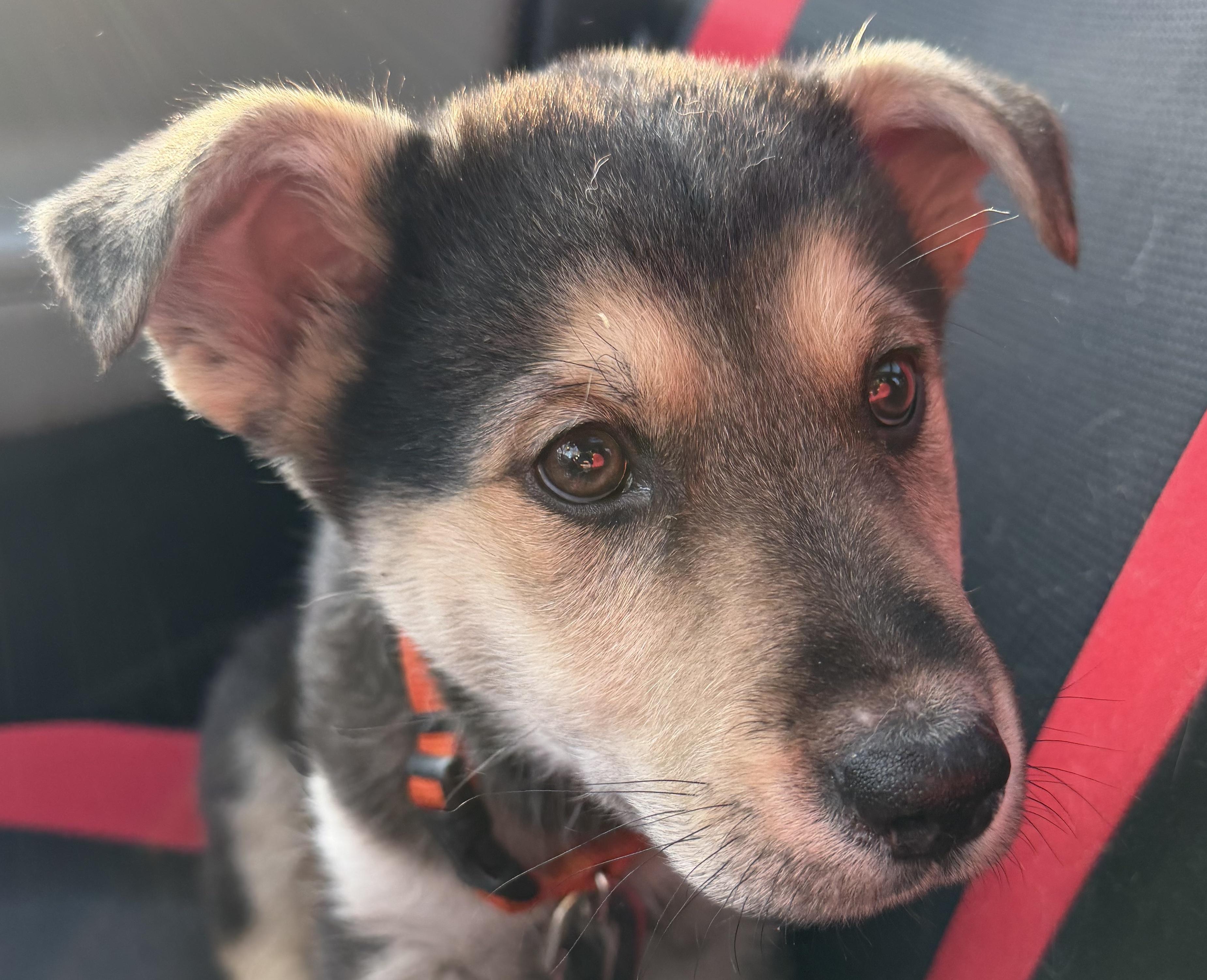 Enlarge Mike, a ADOPTABLE mixed breed in Oshawa, ON image 2/3