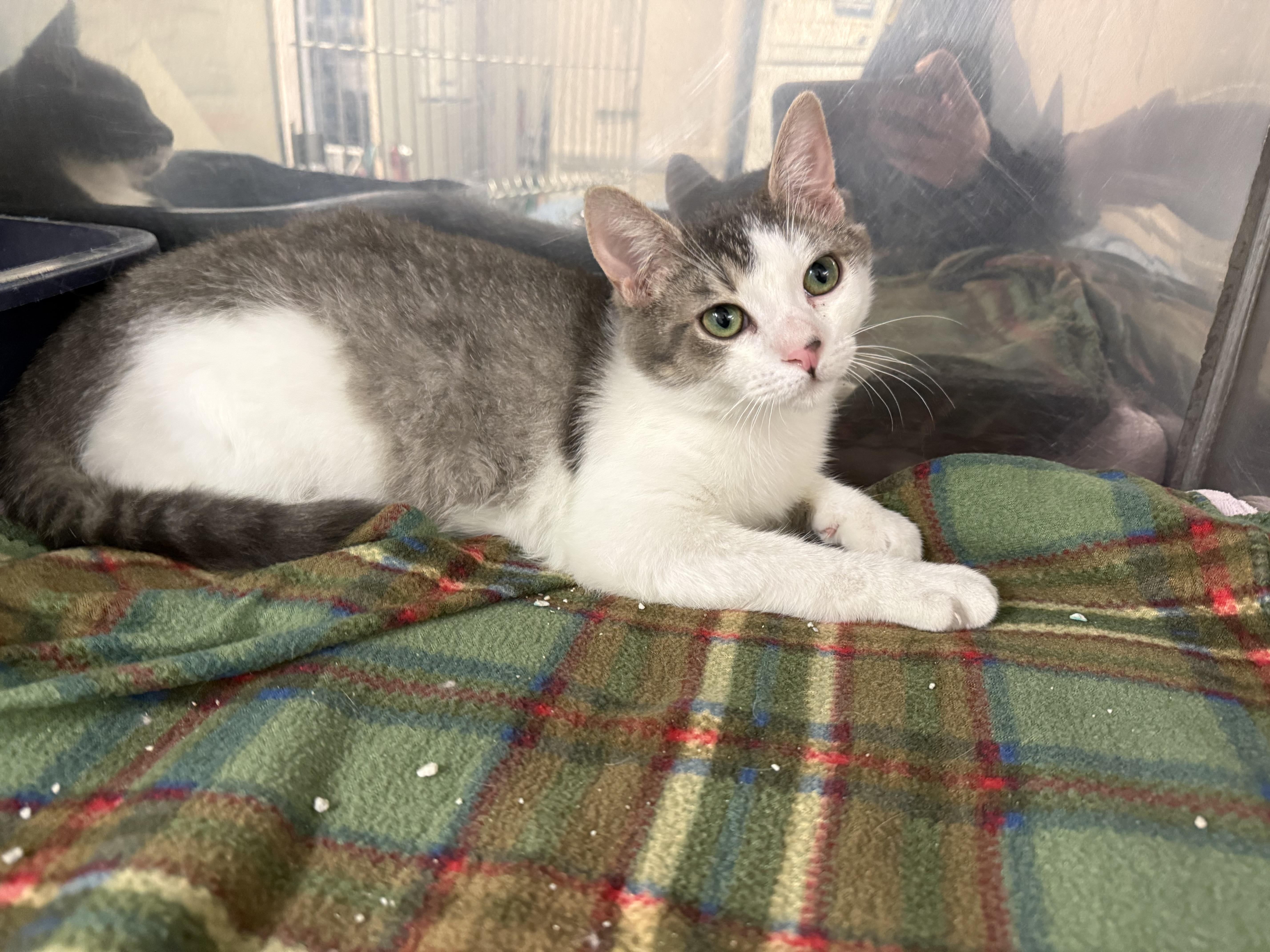 Enlarge Piper & Paxton, an adopted Domestic Short Hair in Exeter, RI image 4/6