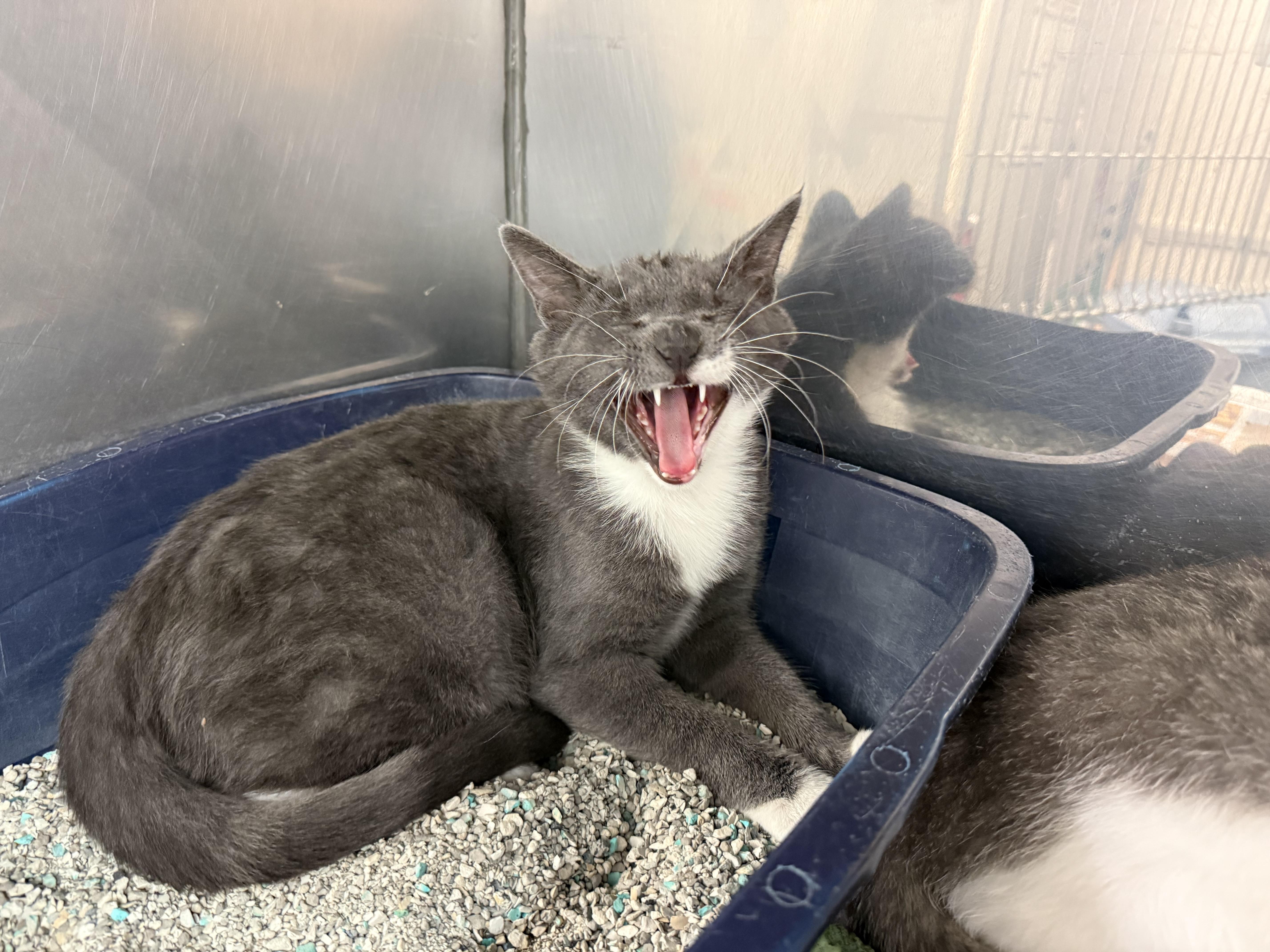 Enlarge Piper & Paxton, an adopted Domestic Short Hair in Exeter, RI image 5/6