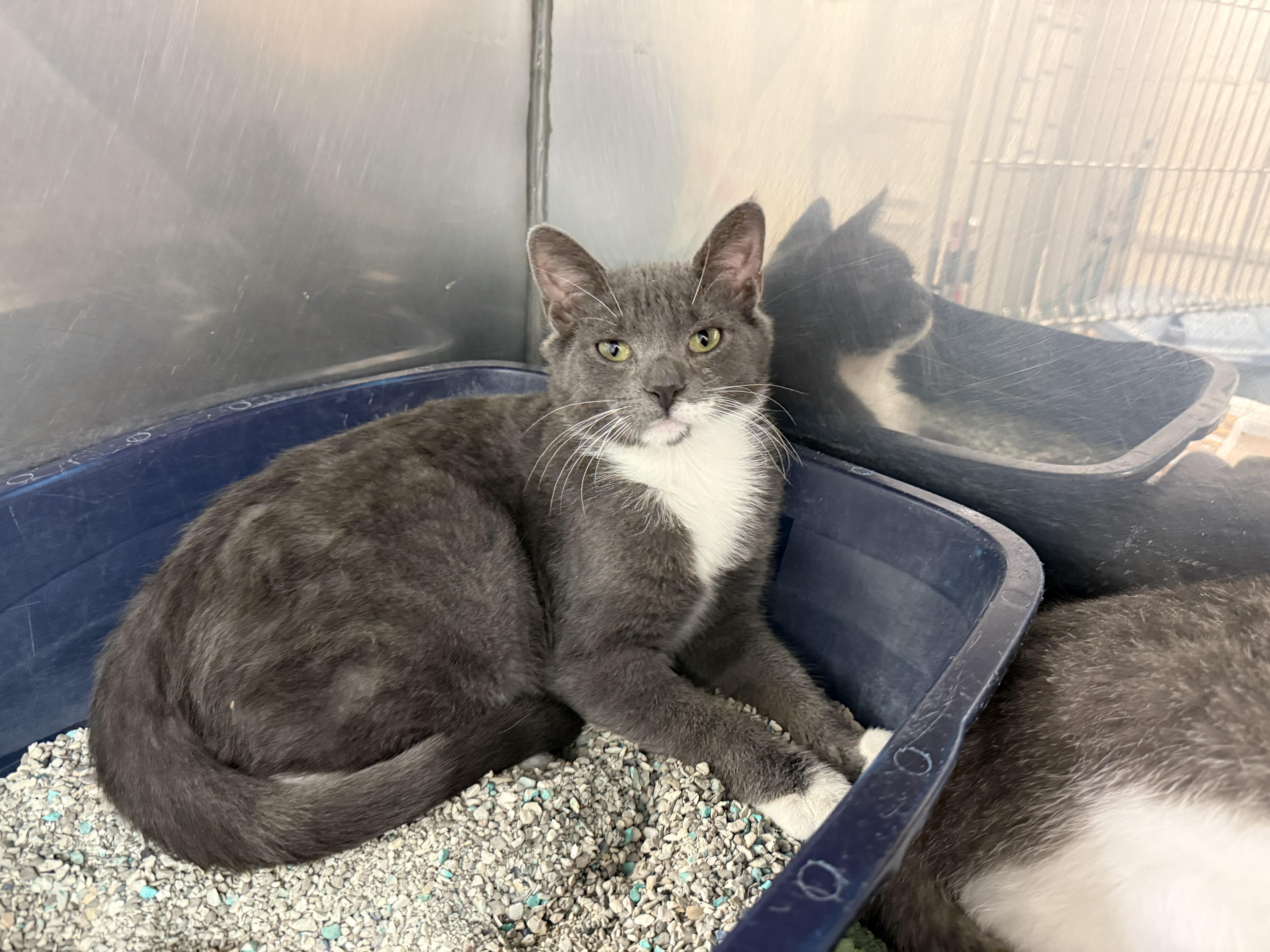 Enlarge Piper & Paxton, an adopted Domestic Short Hair in Exeter, RI image 3/6