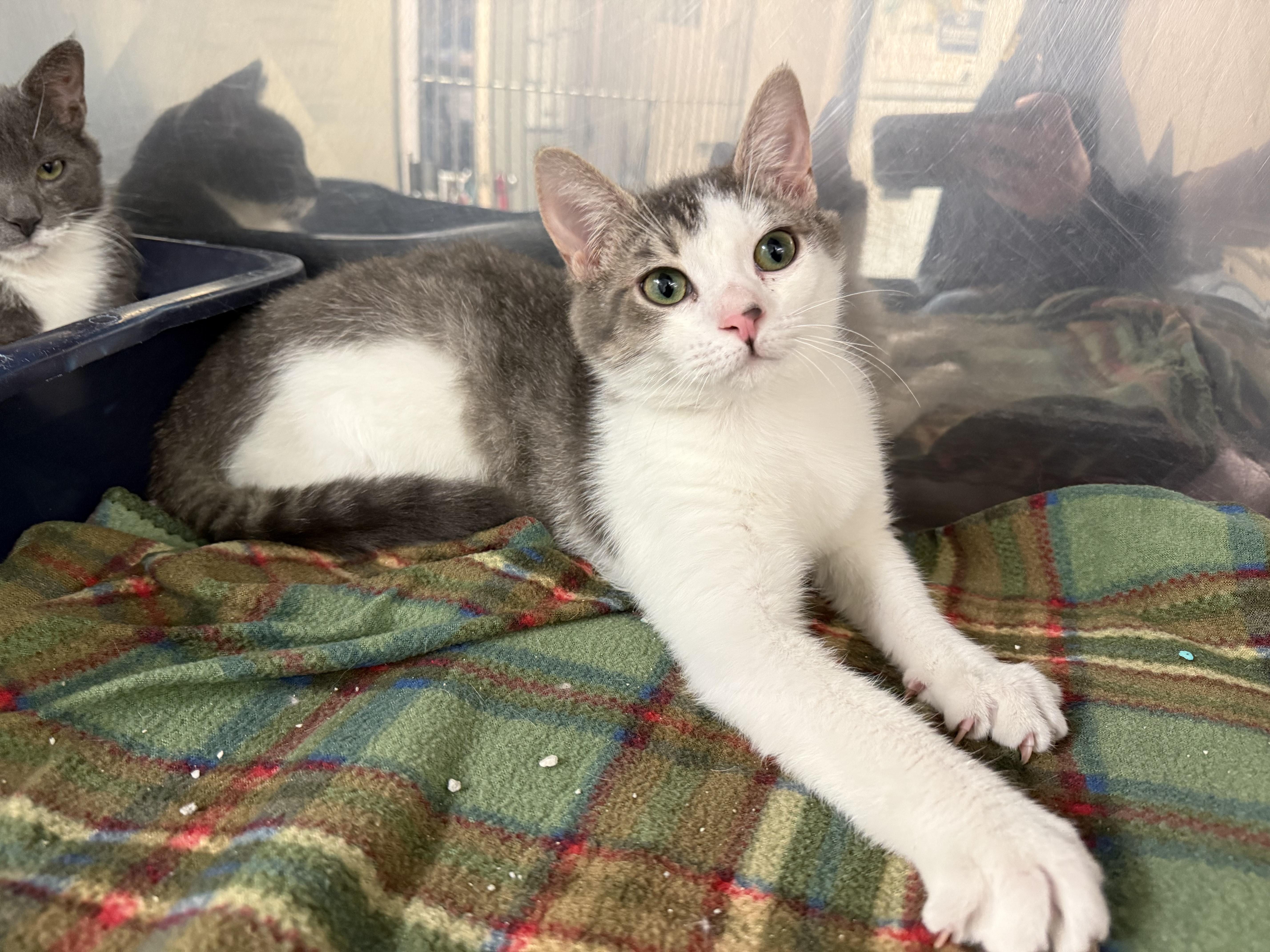 Enlarge Piper & Paxton, an adopted Domestic Short Hair in Exeter, RI image 2/6