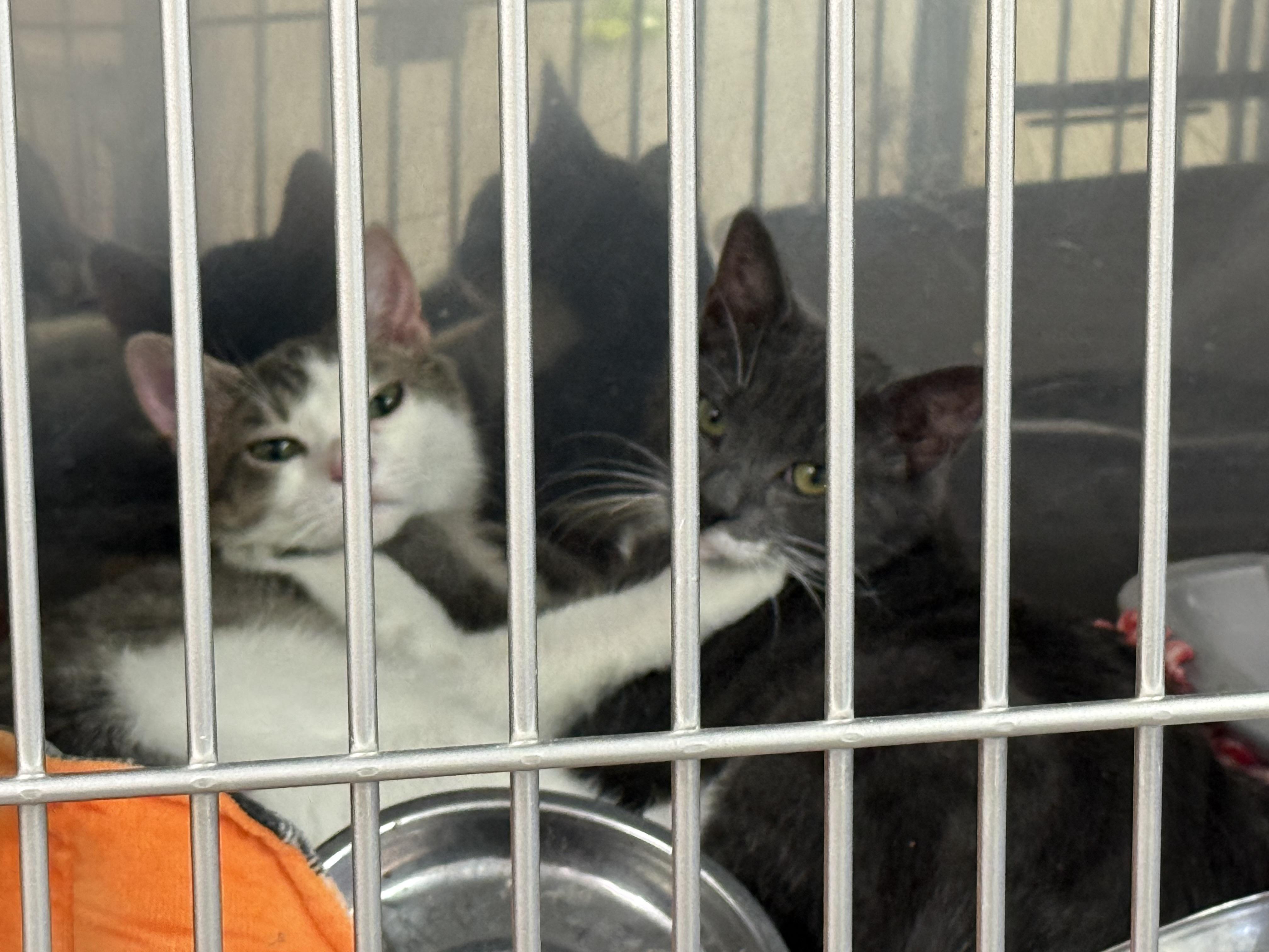 Enlarge Piper & Paxton, an adopted Domestic Short Hair in Exeter, RI image 6/6