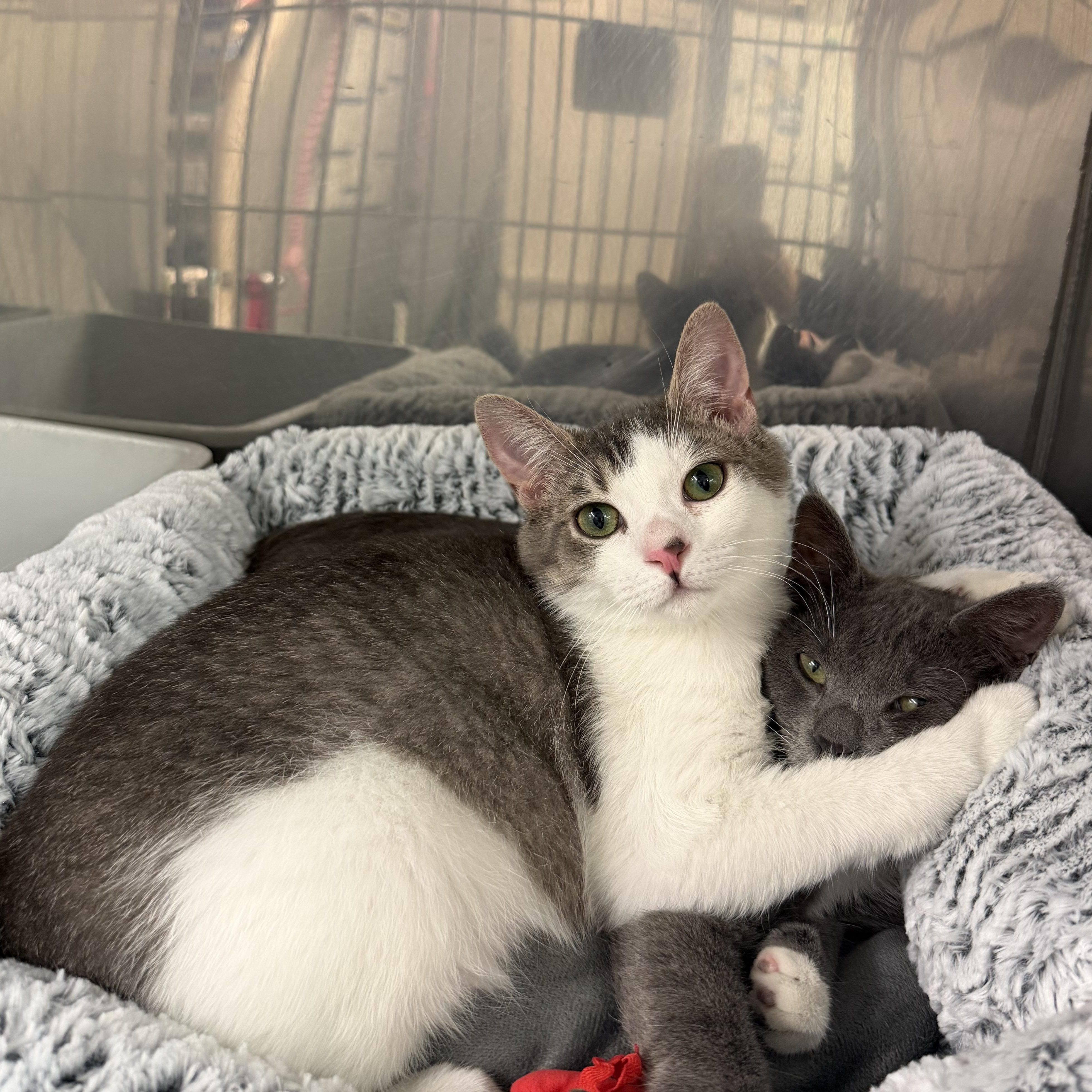 Piper & Paxton, adopted, Young Male Domestic Short Hair.