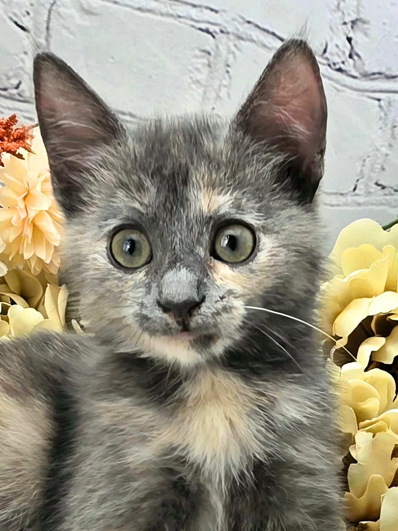 Maisie (Adoption Pending) photo