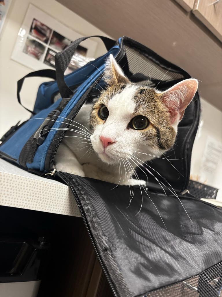 Duke, Adoptable, Adult Male Domestic Short Hair.