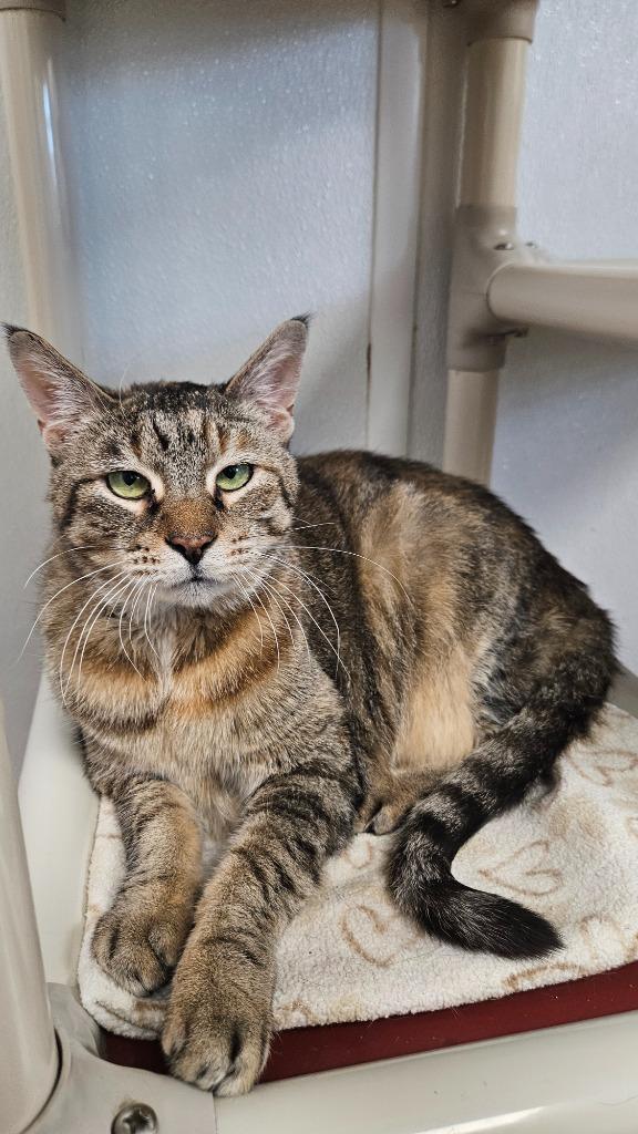 Enlarge Zendaya, a Adoptable mixed breed in Corpus Christi, TX image 1/4