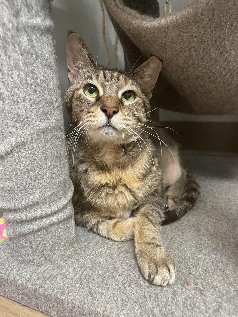 Enlarge Zendaya, a Adoptable mixed breed in Corpus Christi, TX image 2/4