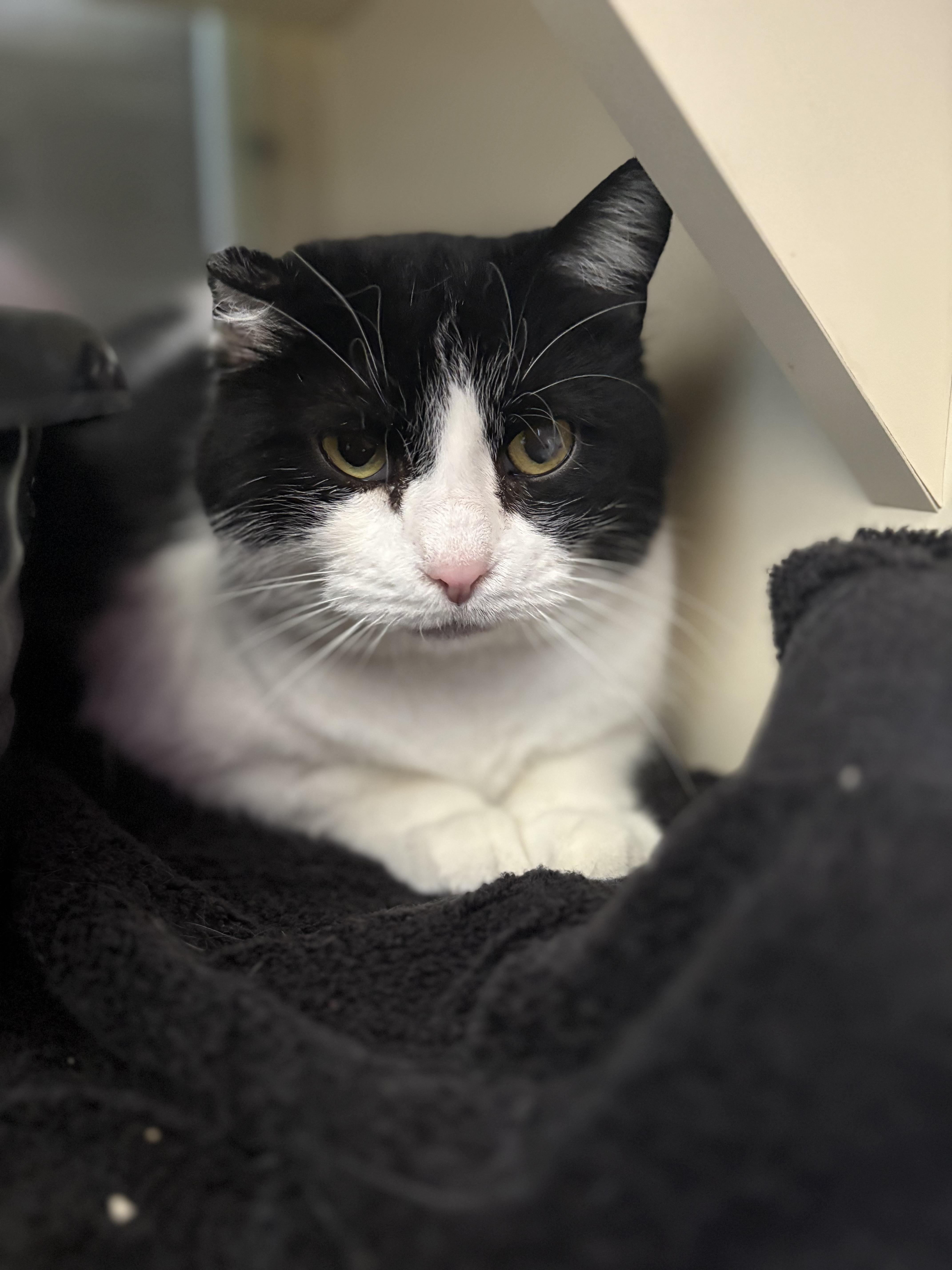 Draco, ADOPTABLE, Senior Male Domestic Short Hair.