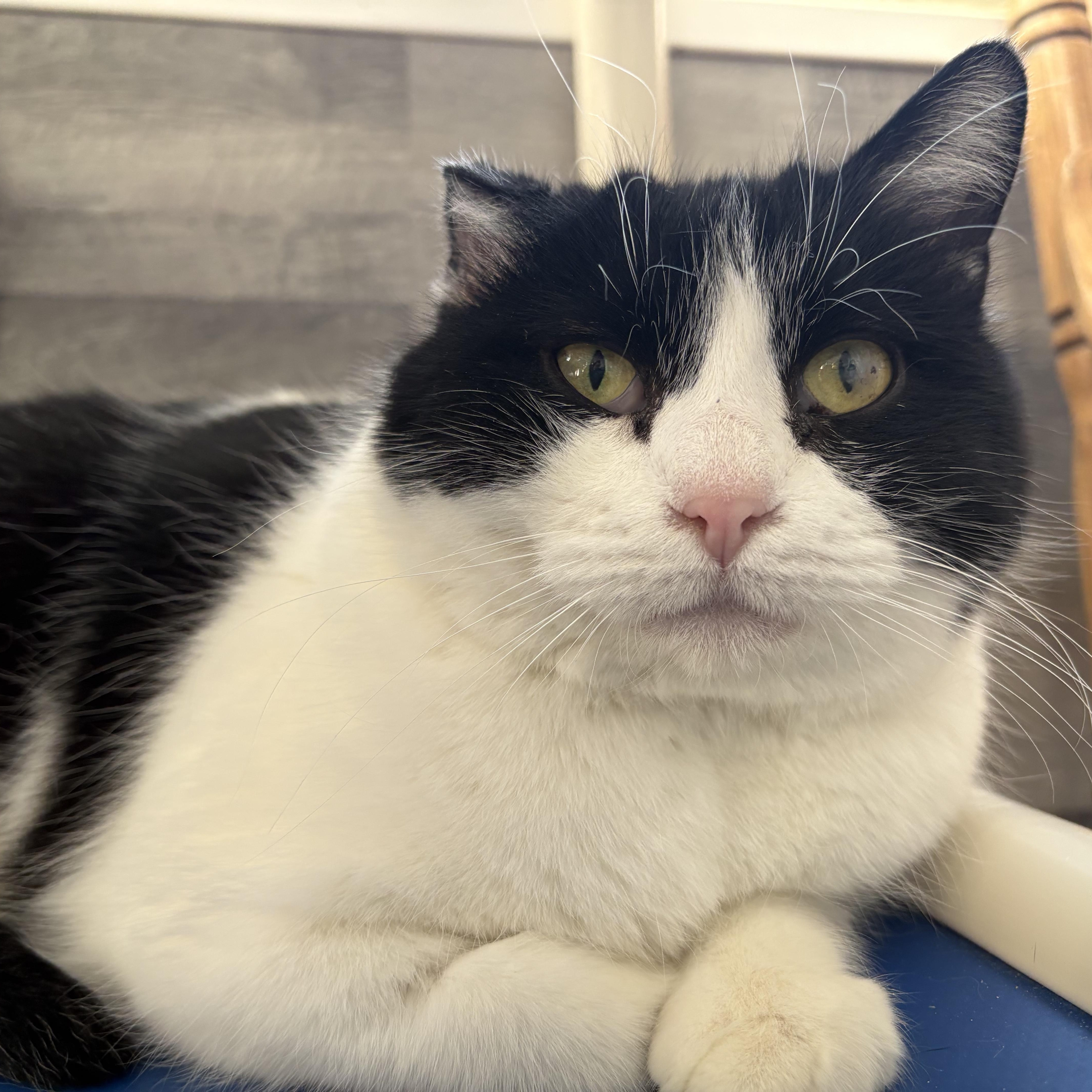 Draco, ADOPTABLE, Senior Female Domestic Short Hair.