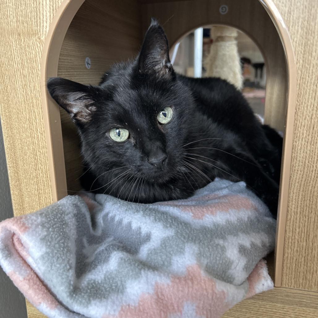 Enlarge Axel, a Adoptable Domestic Short Hair in Nashville, TN image 1/1